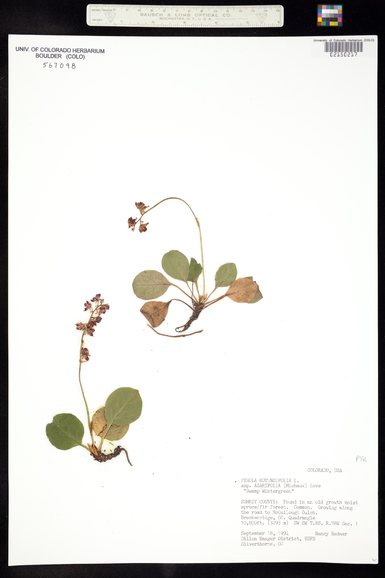 Pyrola rotundifolia subsp. asarifolia image