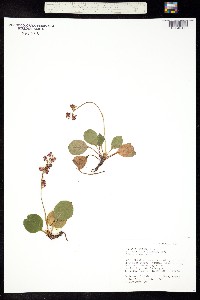 Pyrola rotundifolia subsp. asarifolia image
