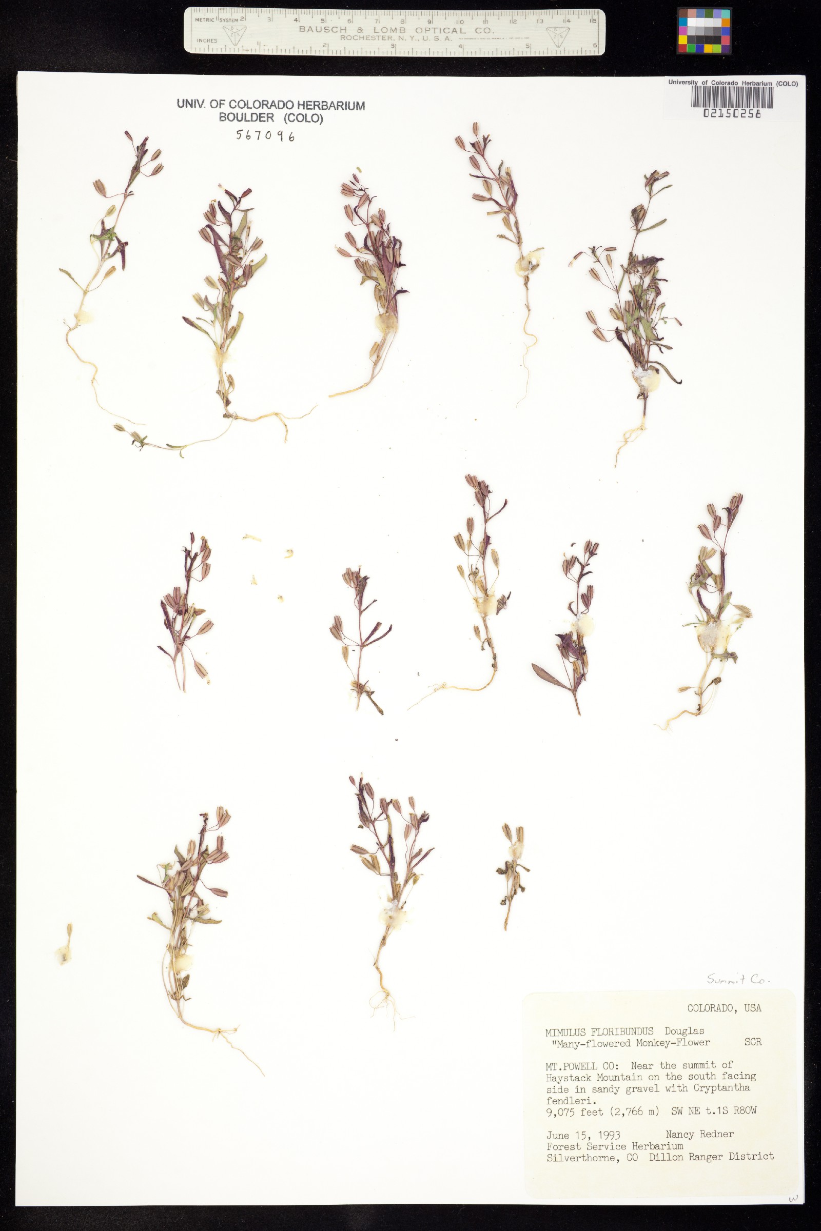 Mimulus floribundus image