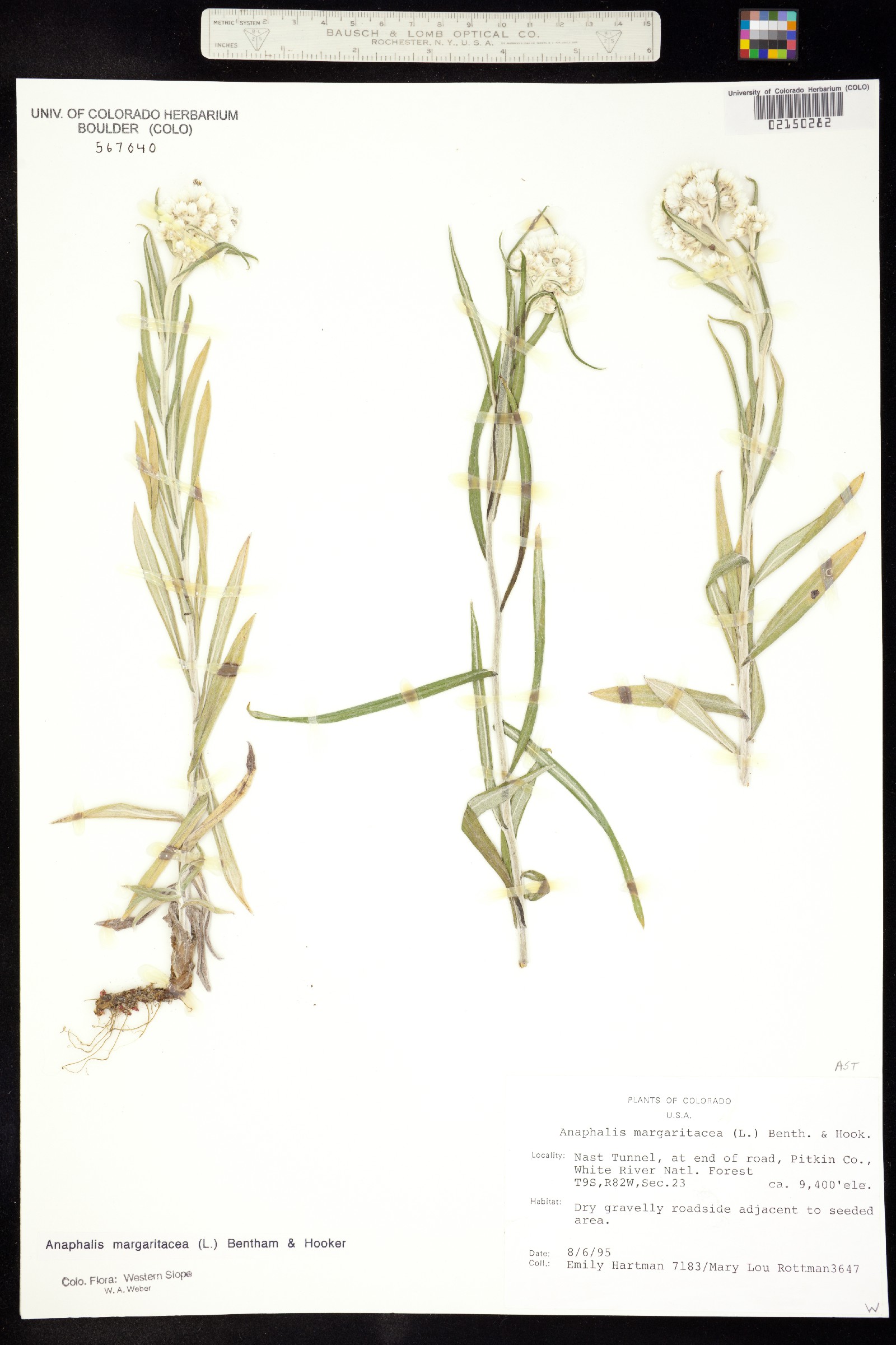 Anaphalis margaritacea image