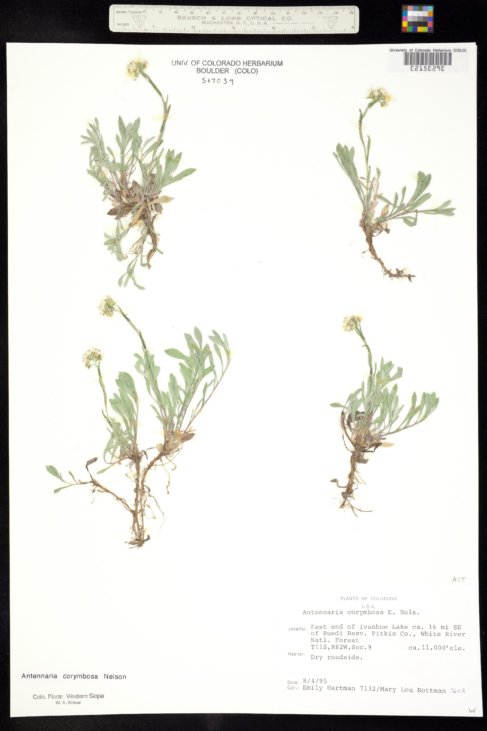 Antennaria corymbosa image