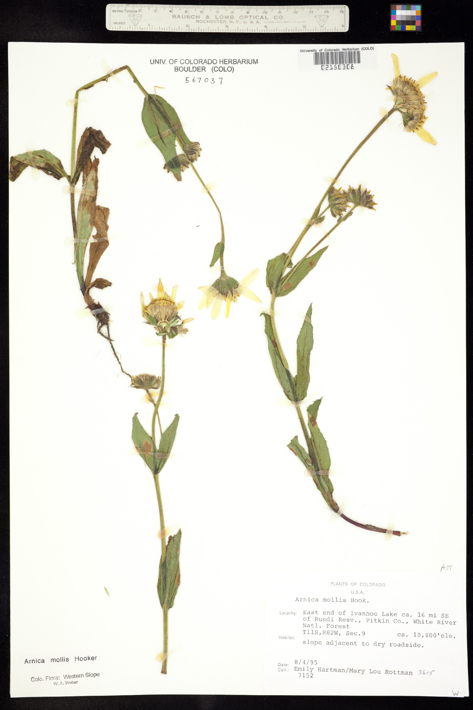 Arnica mollis image