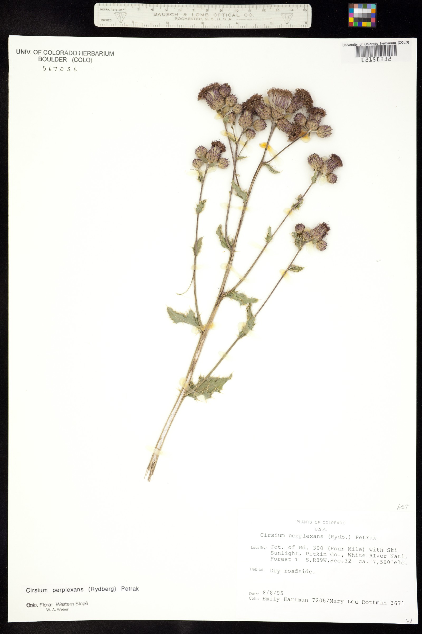 Cirsium perplexans image