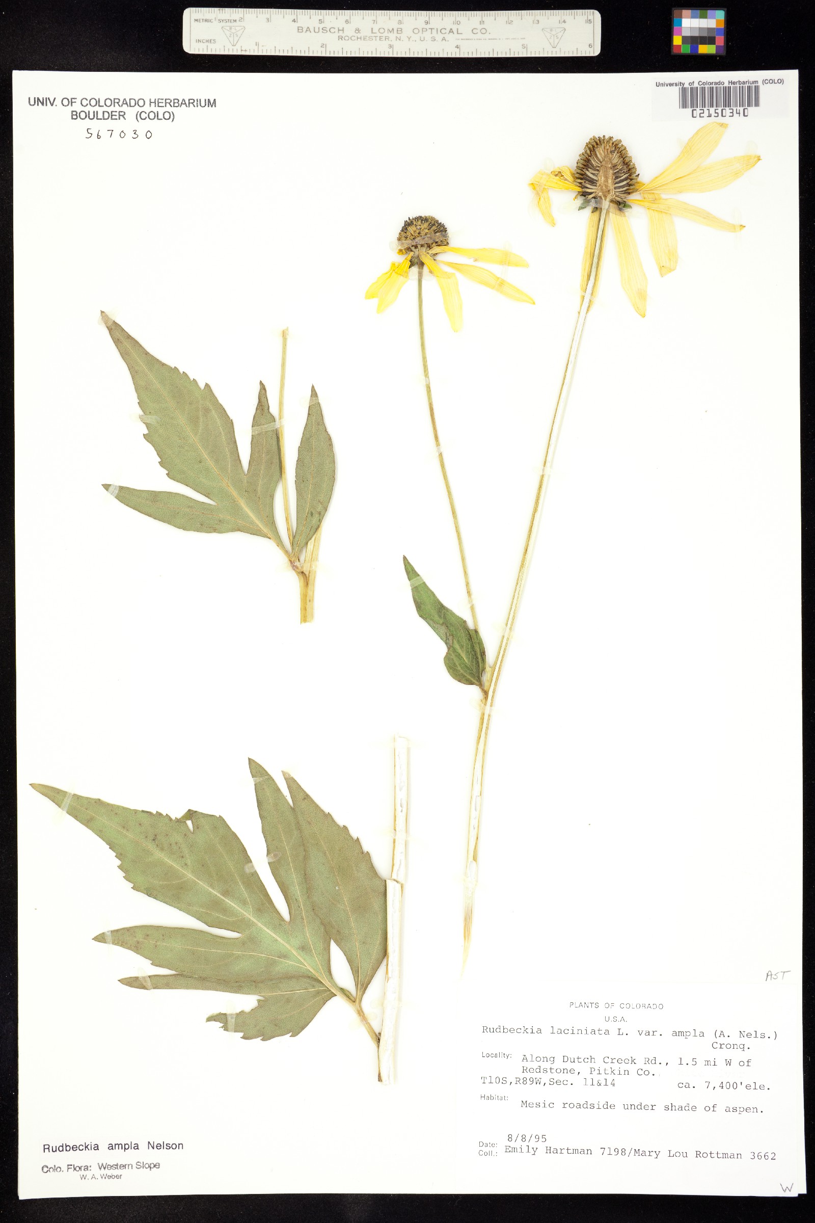 Rudbeckia ampla image