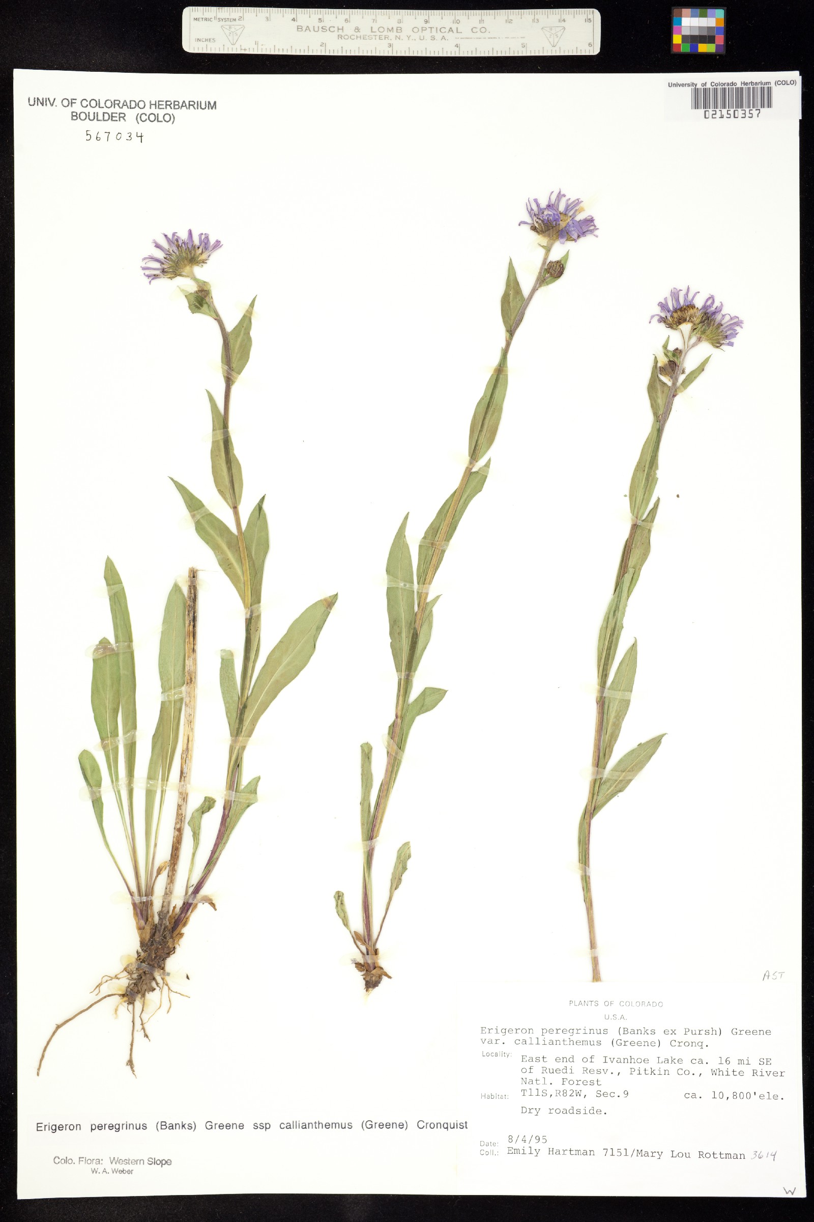 Erigeron glacialis image