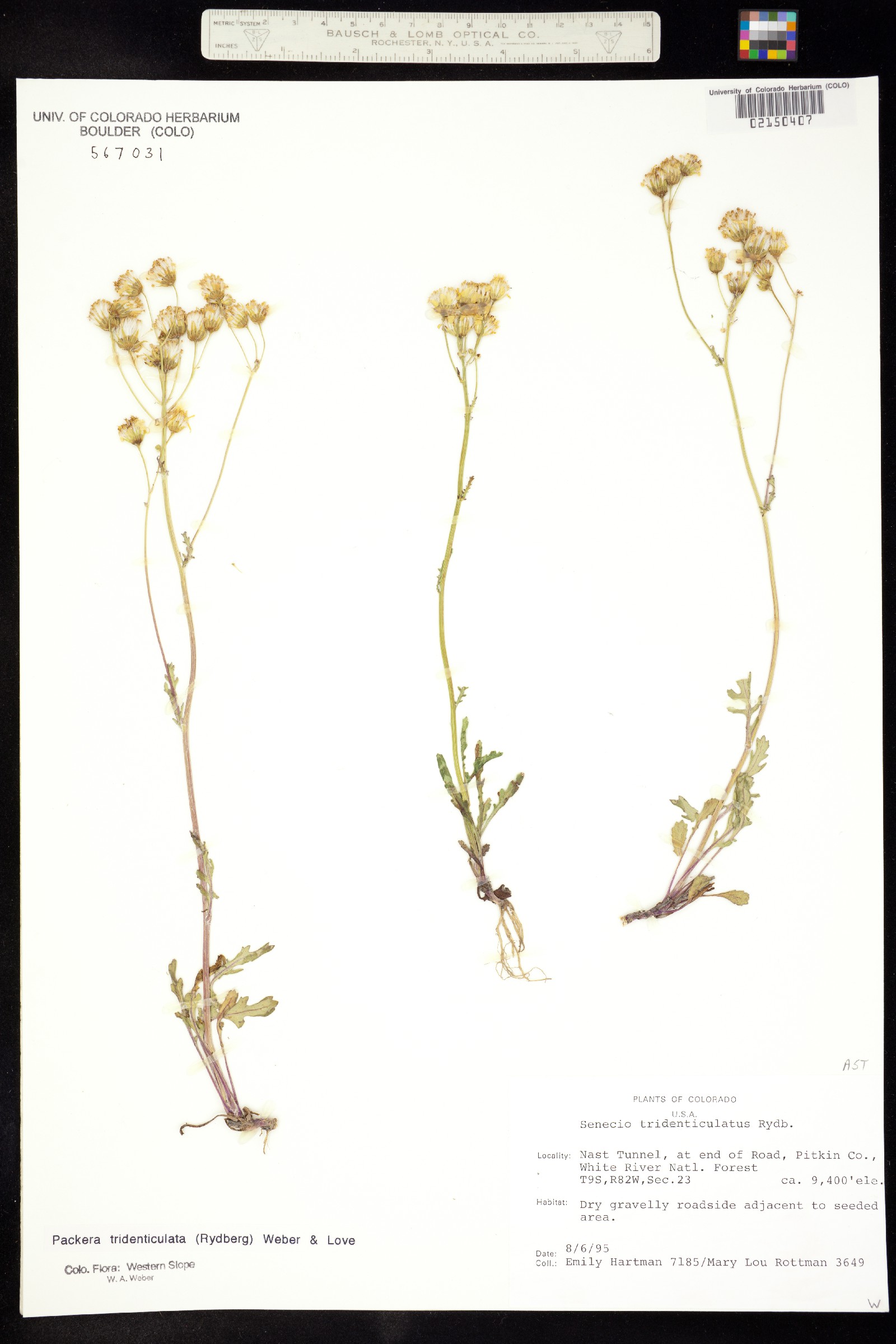 Packera tridenticulata image