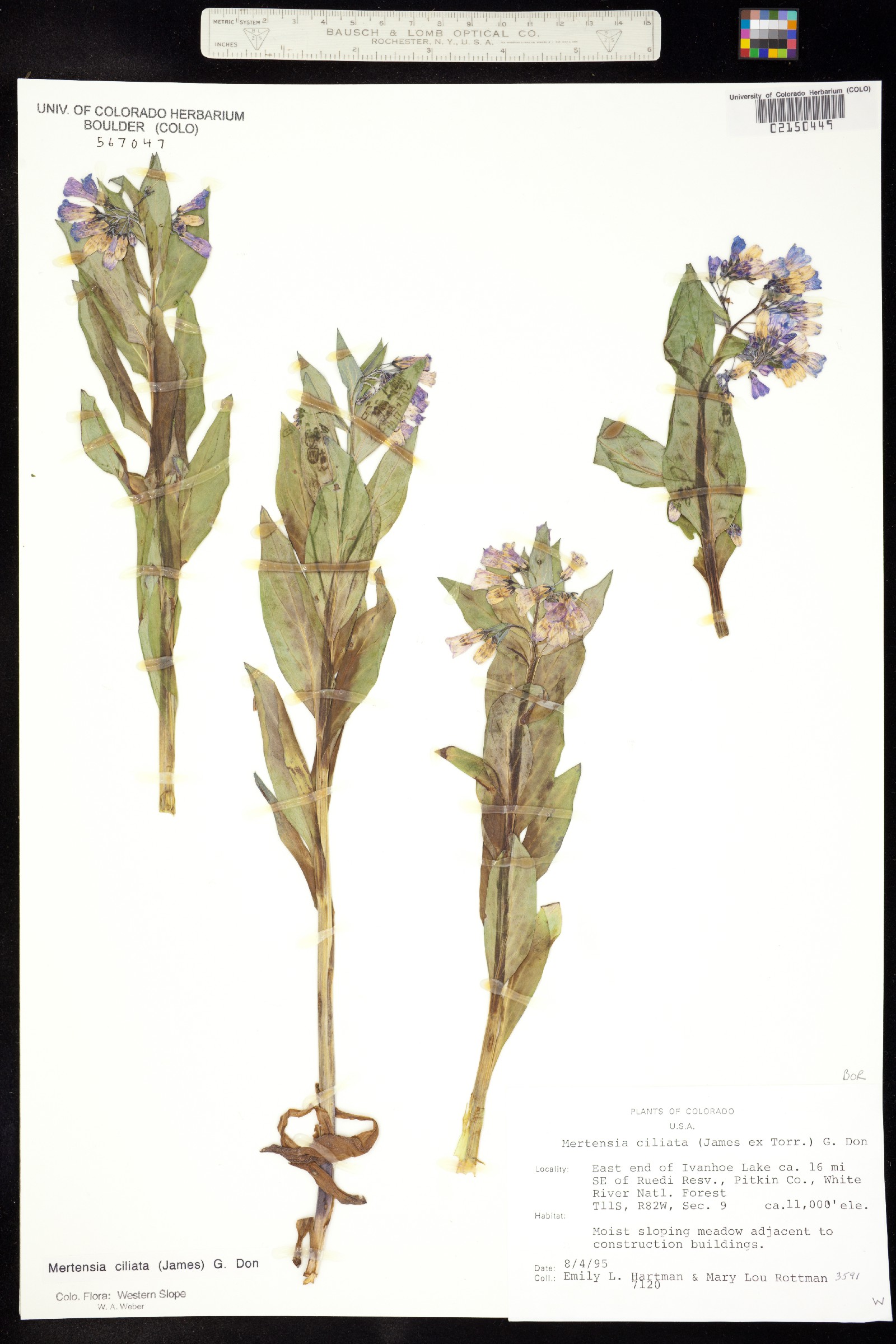 Mertensia ciliata image