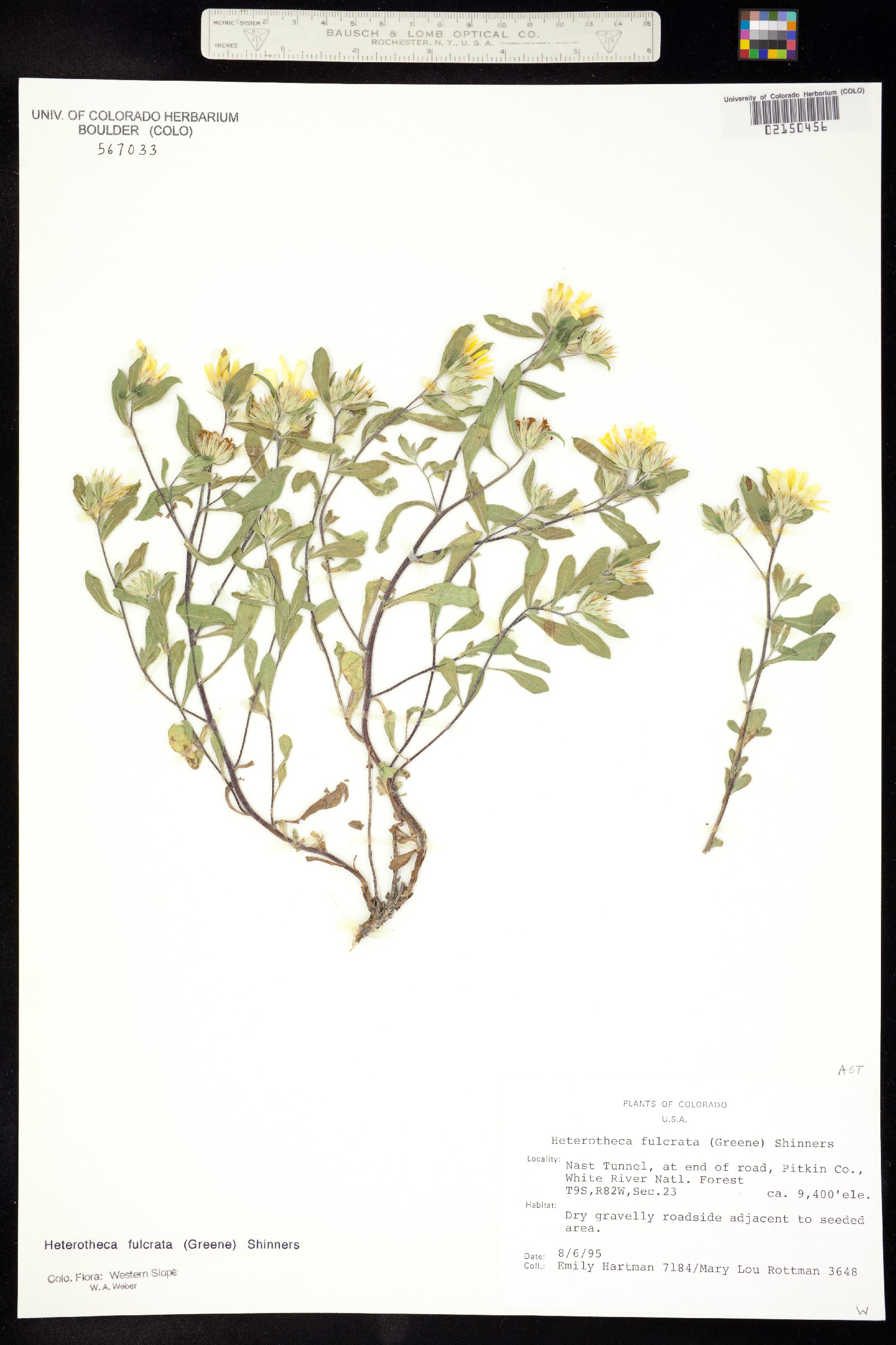 Heterotheca villosa var. foliosa image