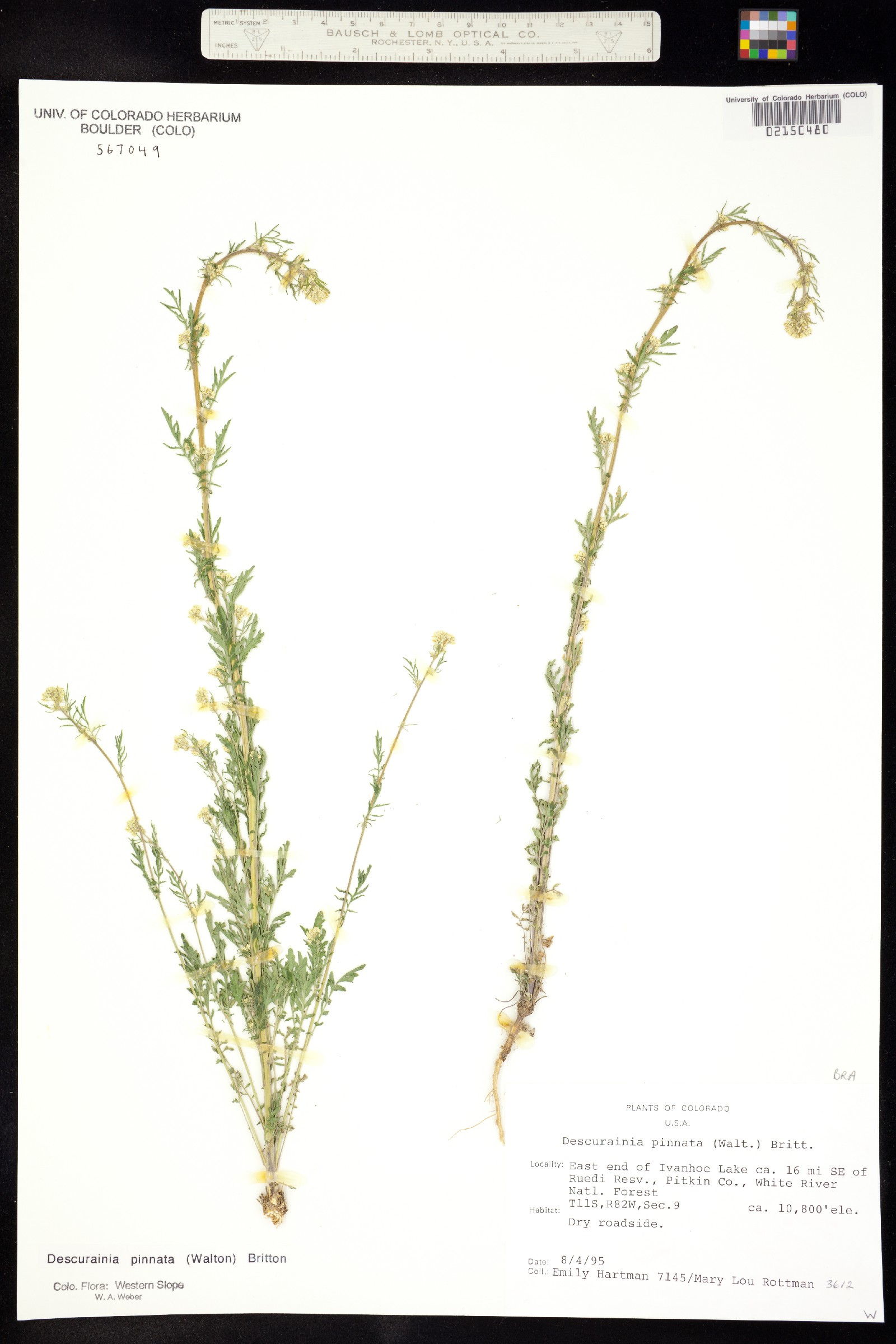 Descurainia image