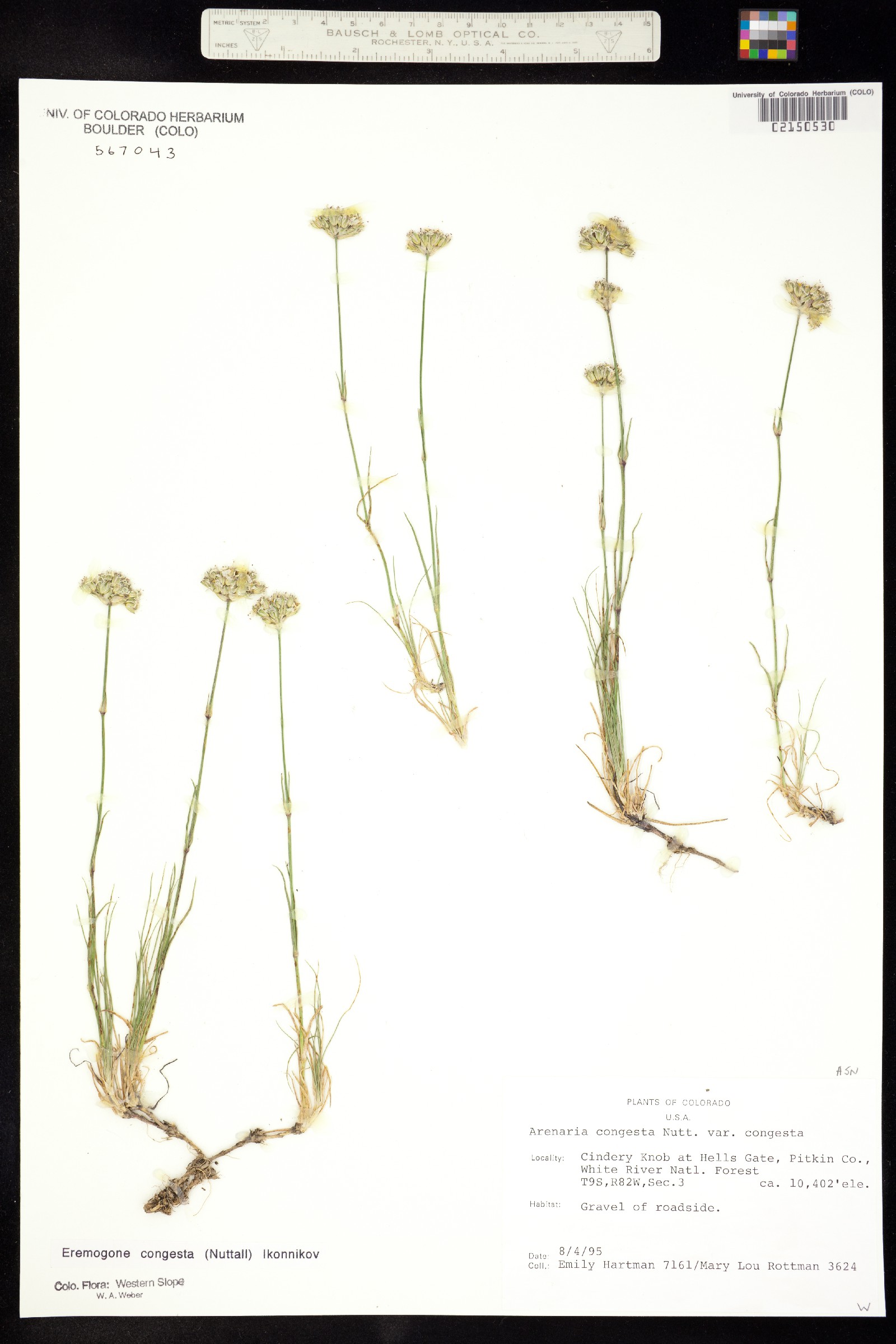 Eremogone congesta image
