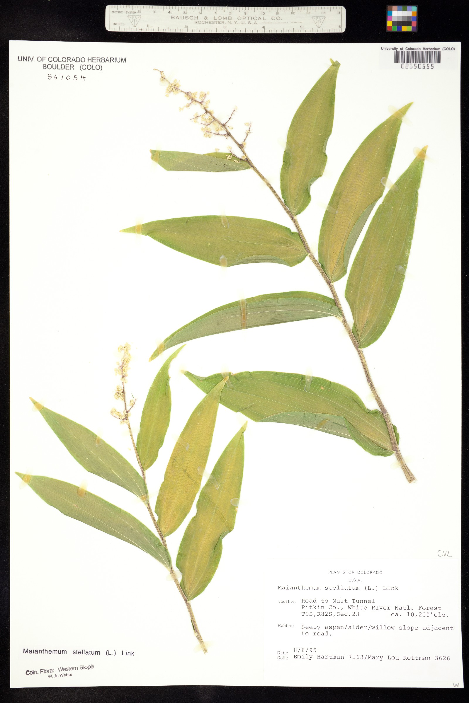 Maianthemum stellatum image