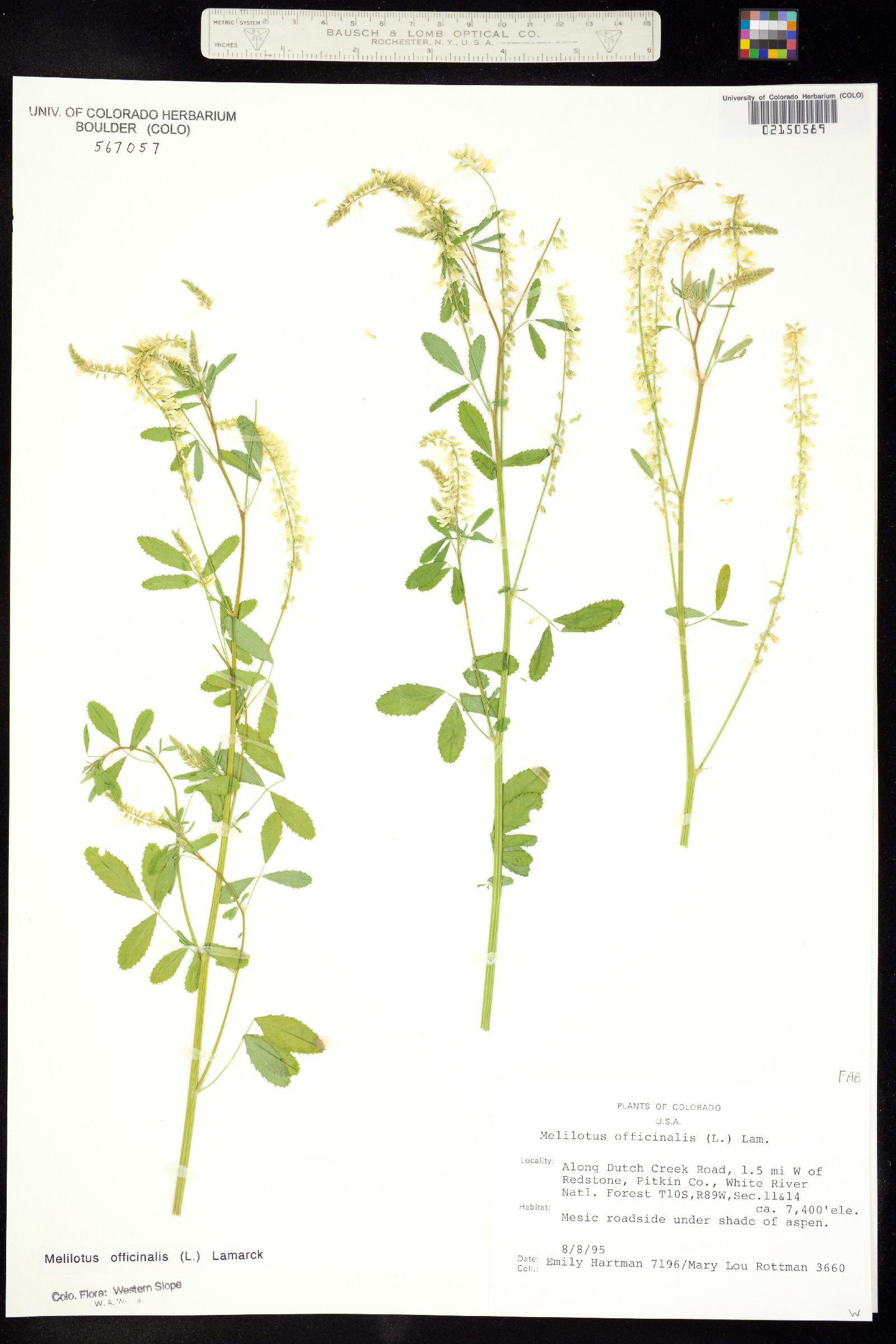 Melilotus officinale image