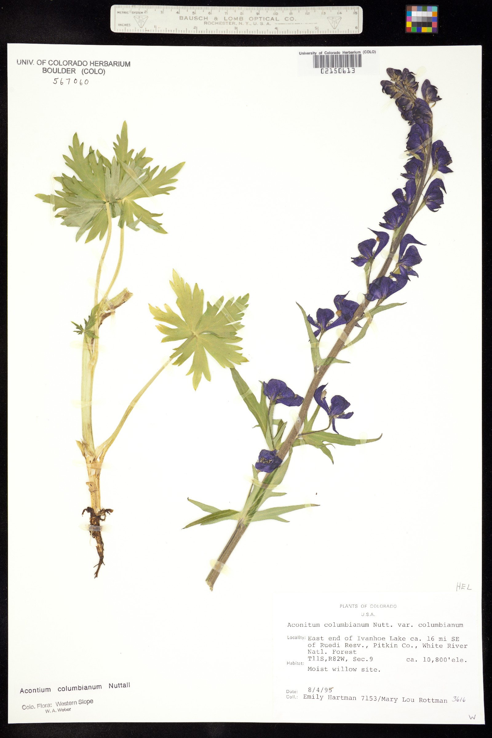 Aconitum columbianum ssp. columbianum image