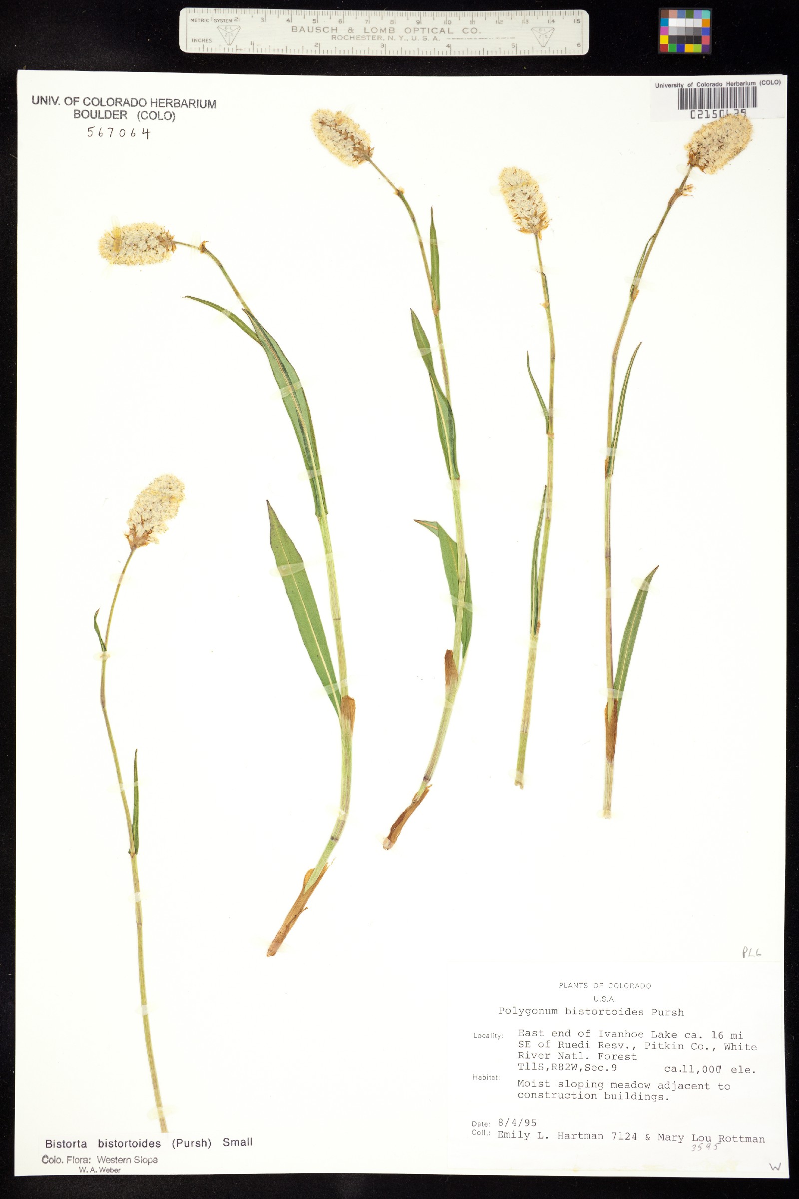 Bistorta bistortoides image