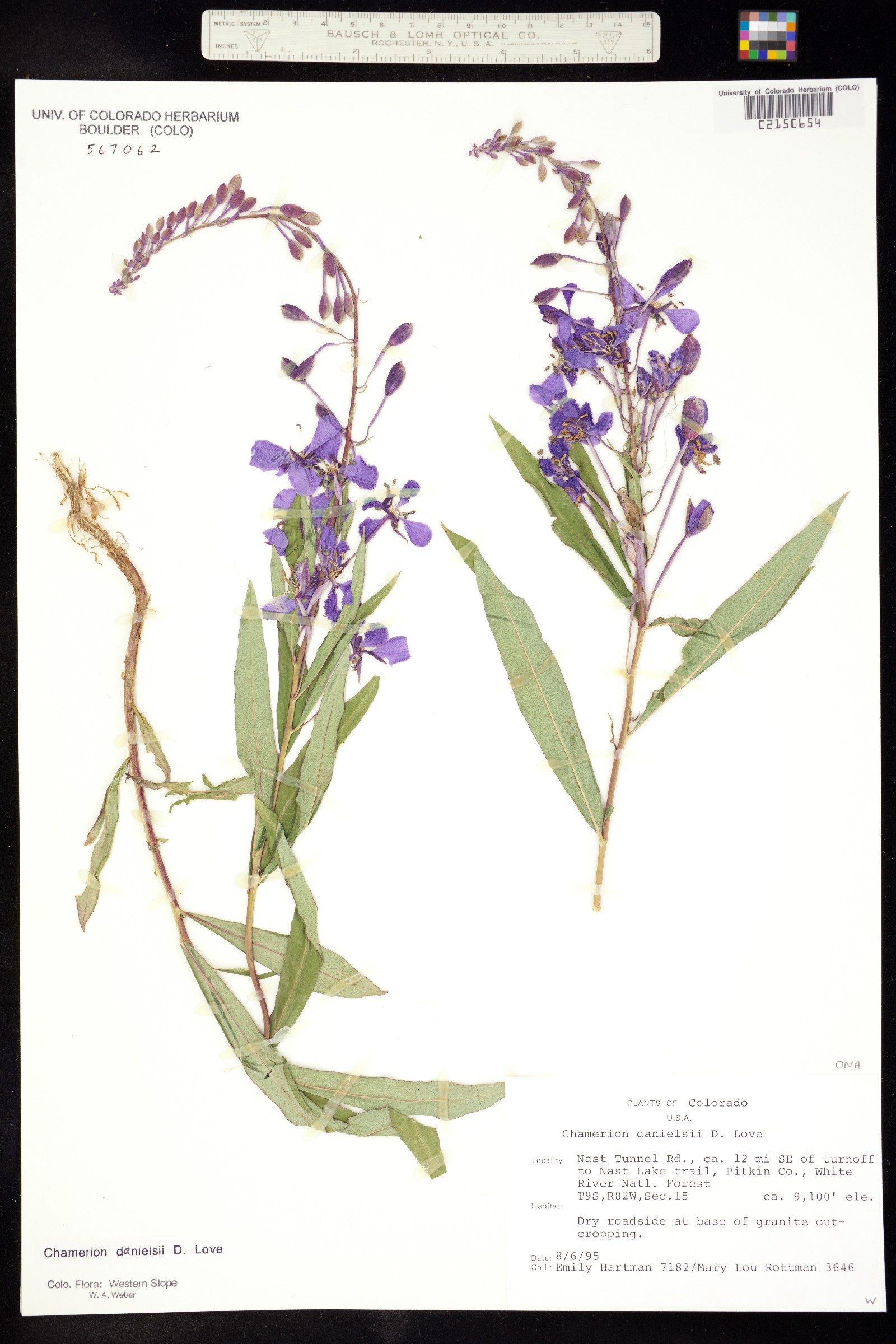 Chamerion angustifolium ssp. circumvagum image