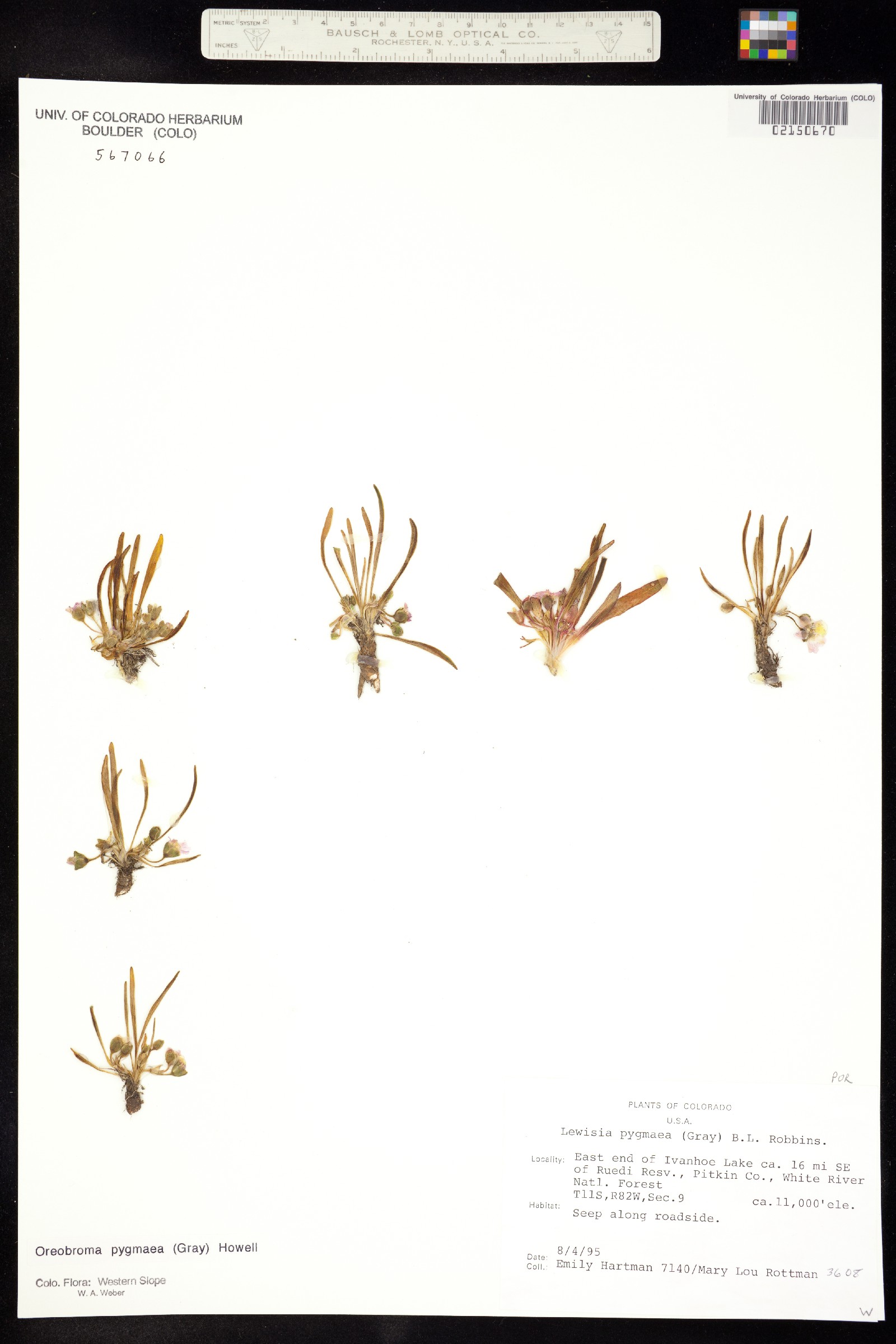 Oreobroma pygmaea image