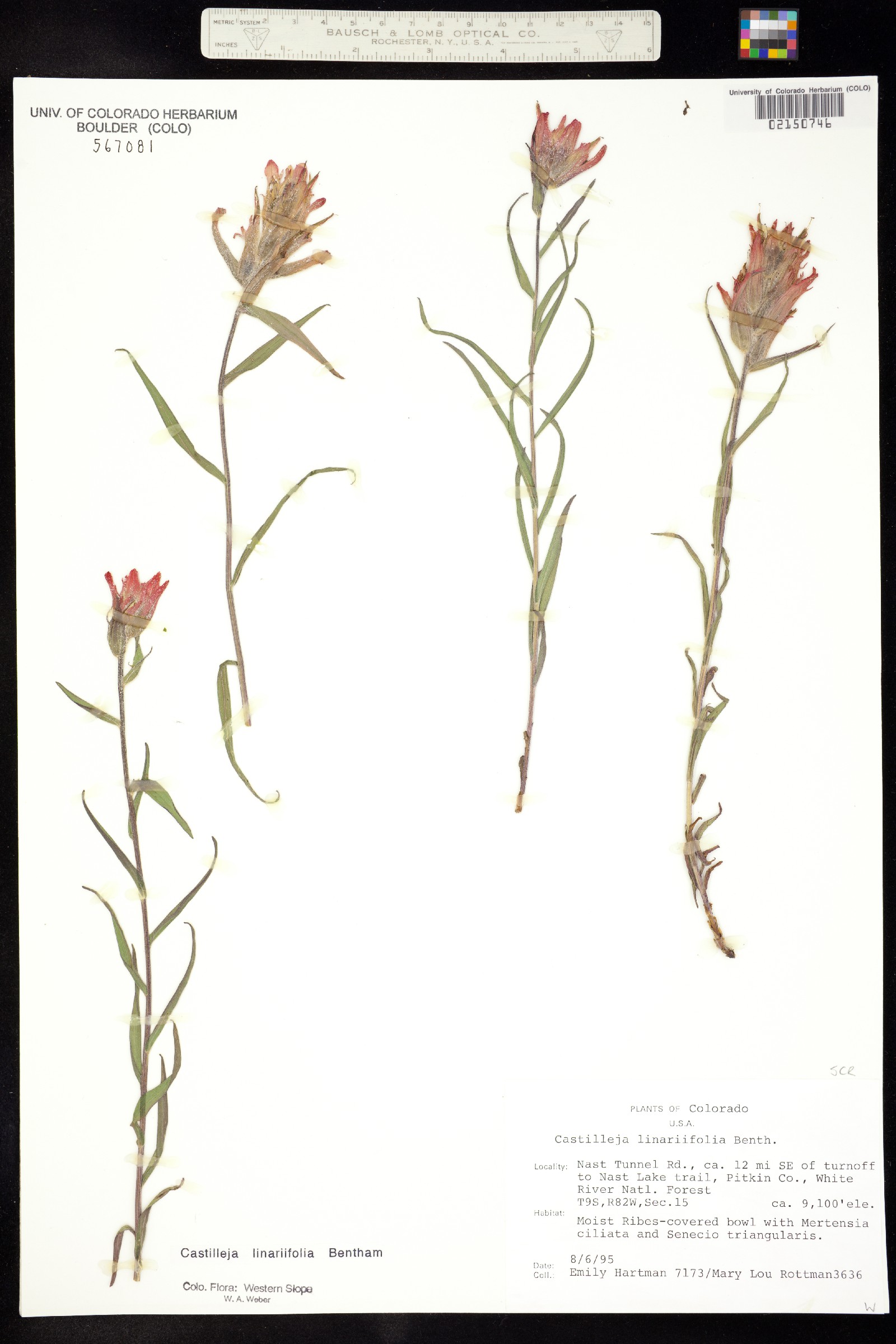 Castilleja linariifolia image