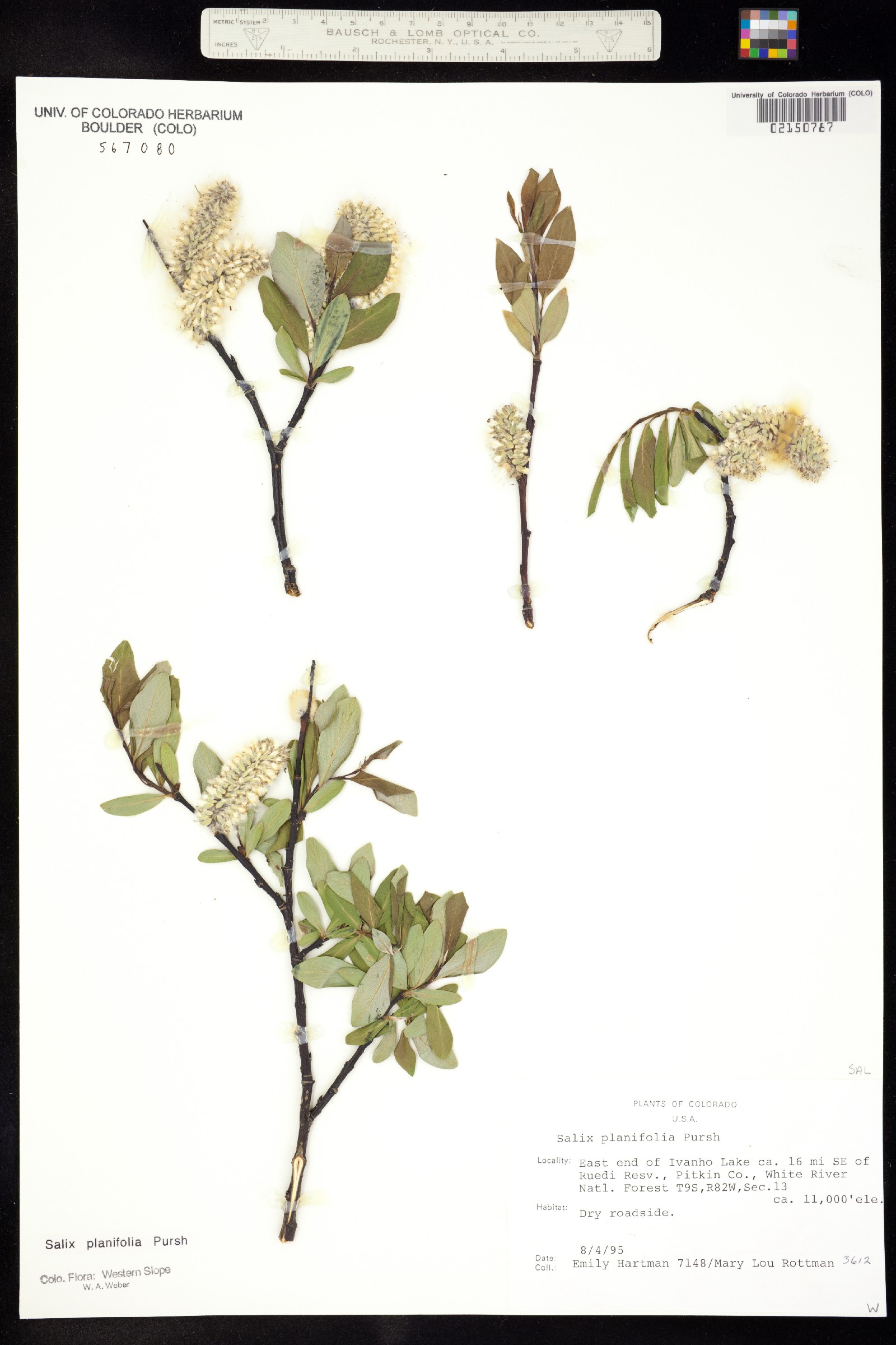 Salix planifolia image