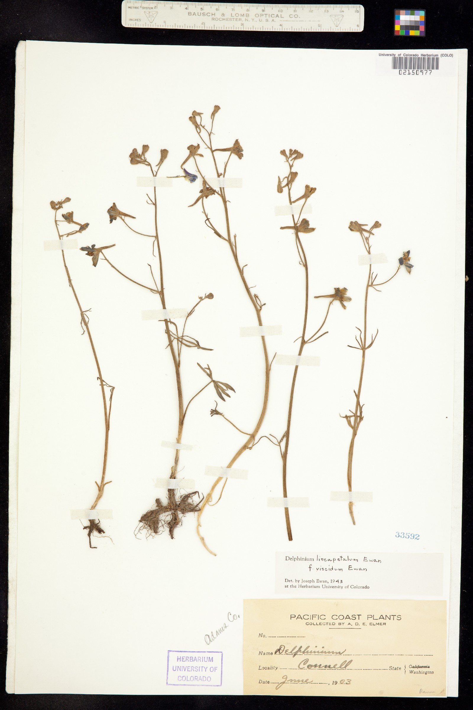 Delphinium lineapetalum image