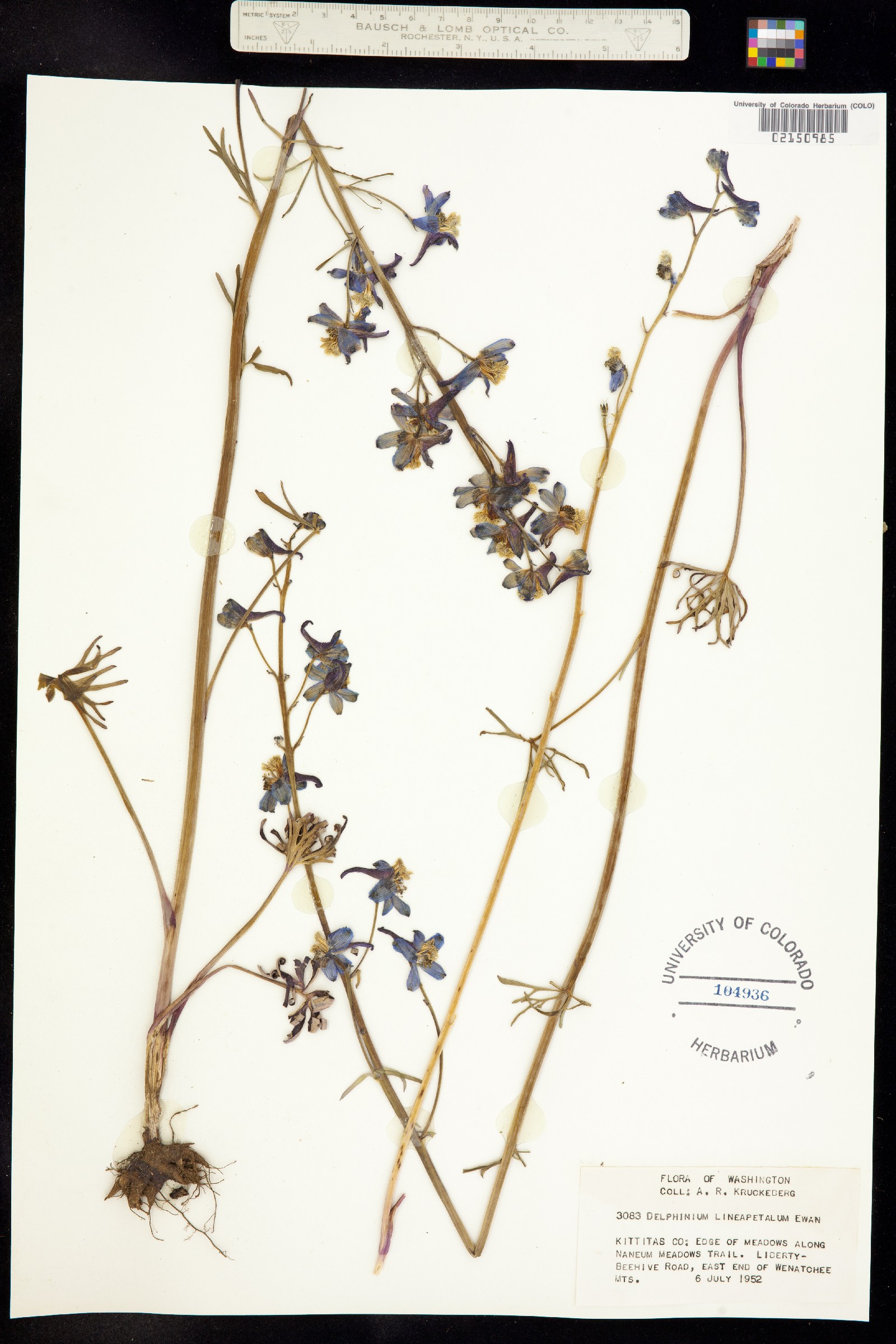 Delphinium lineapetalum image