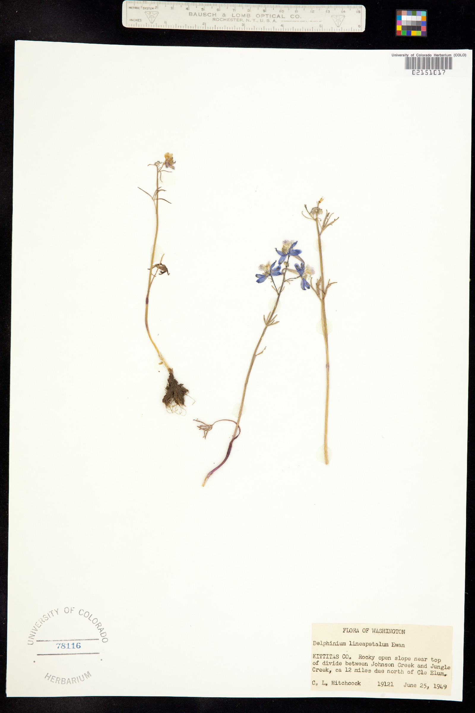 Delphinium lineapetalum image