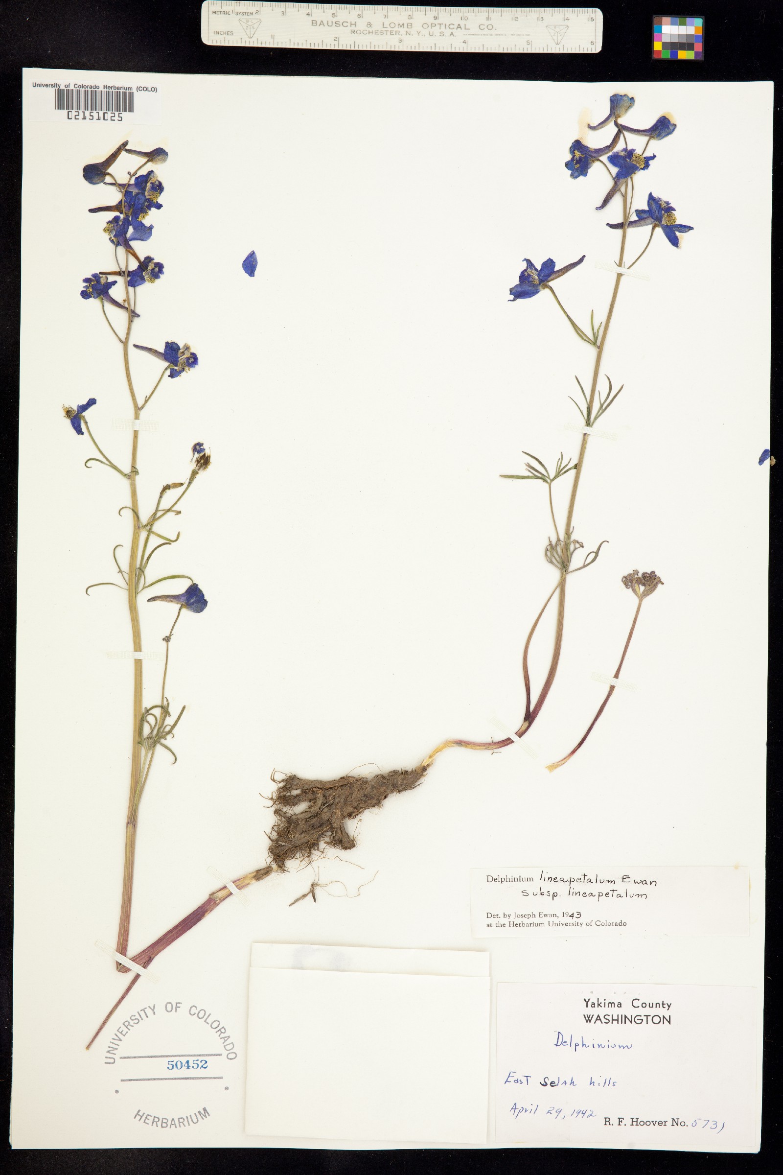 Delphinium lineapetalum image