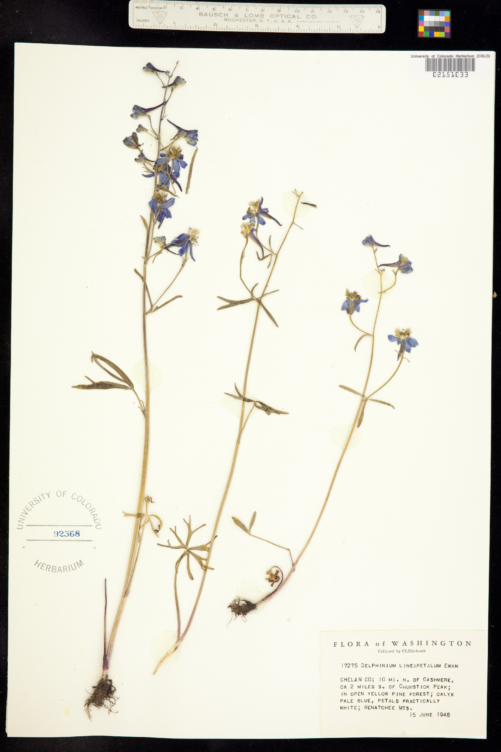 Delphinium lineapetalum image