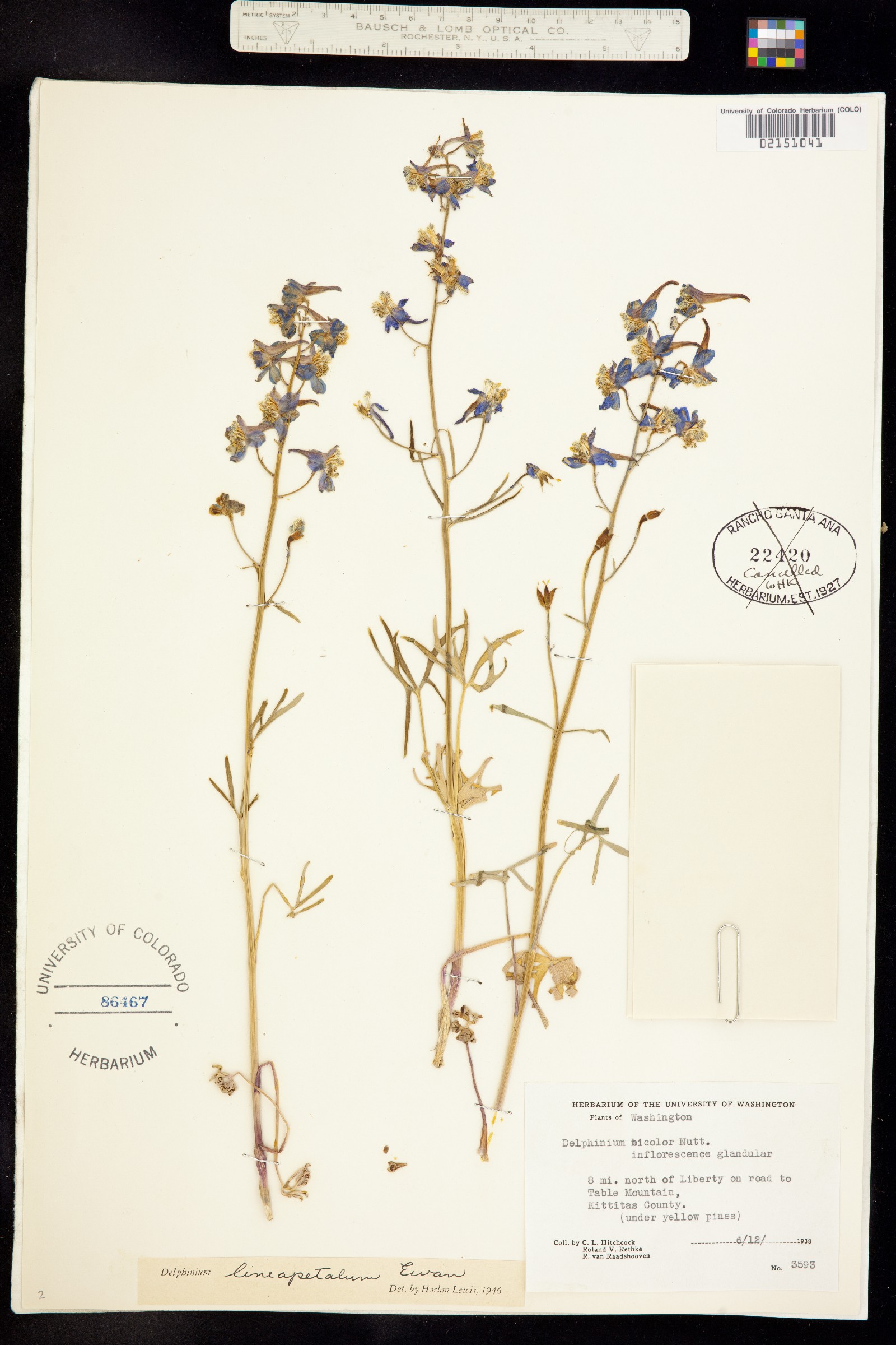 Delphinium lineapetalum image