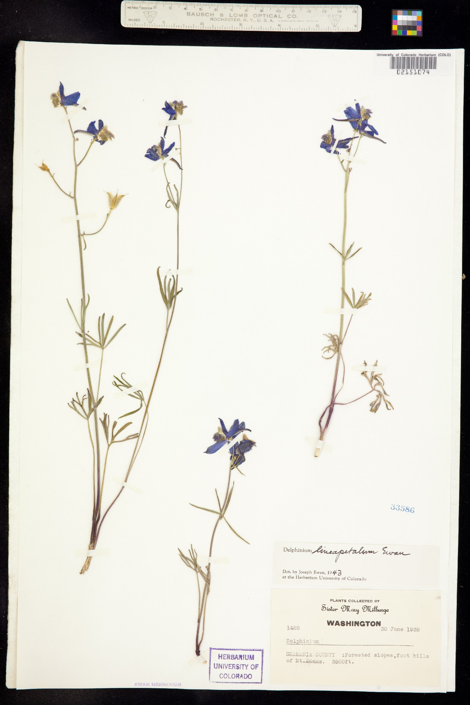 Delphinium lineapetalum image