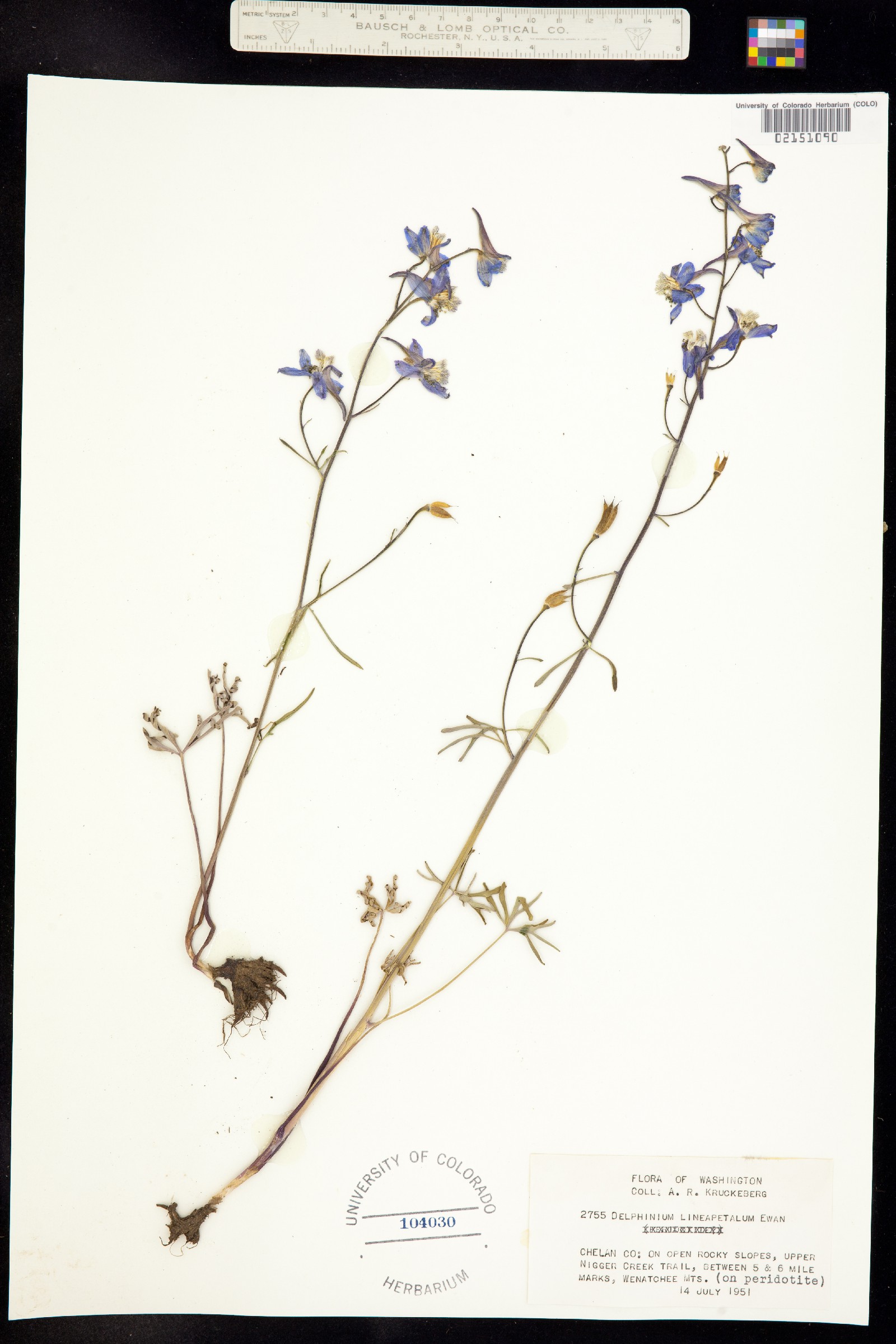 Delphinium lineapetalum image