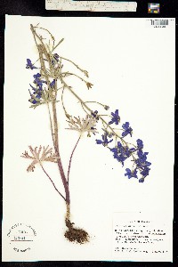 Image of Delphinium menziesii