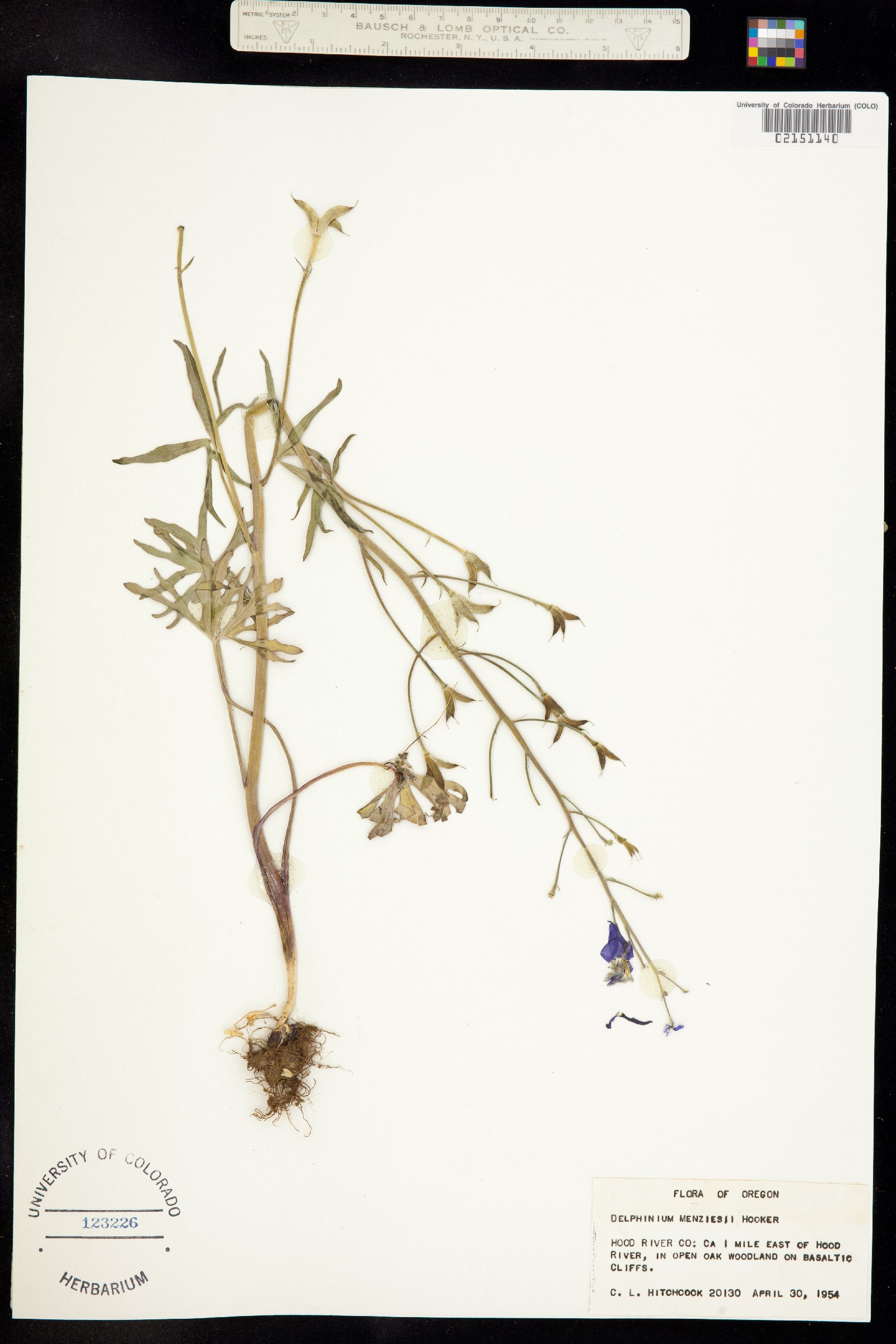 Delphinium menziesii image