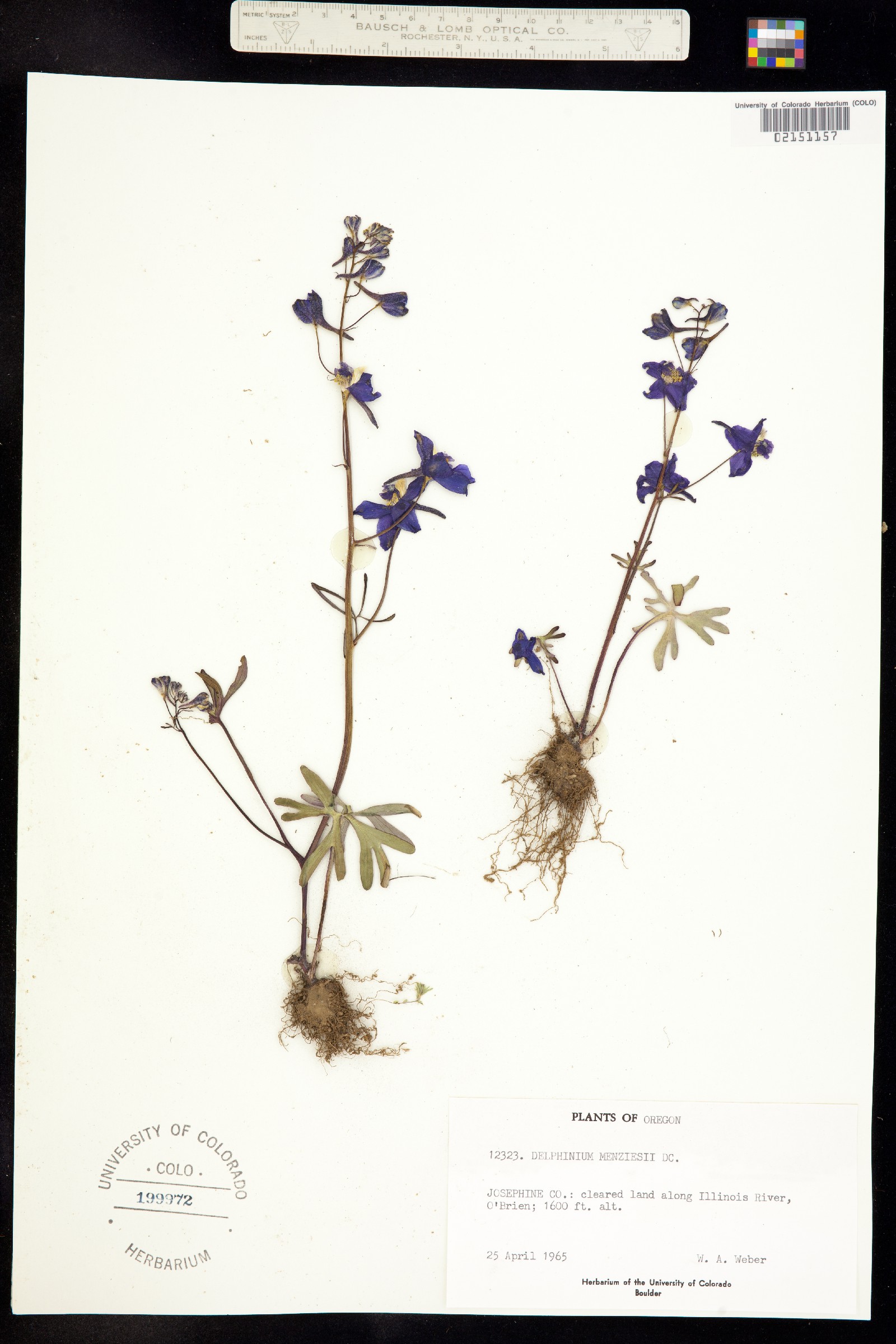 Delphinium menziesii image