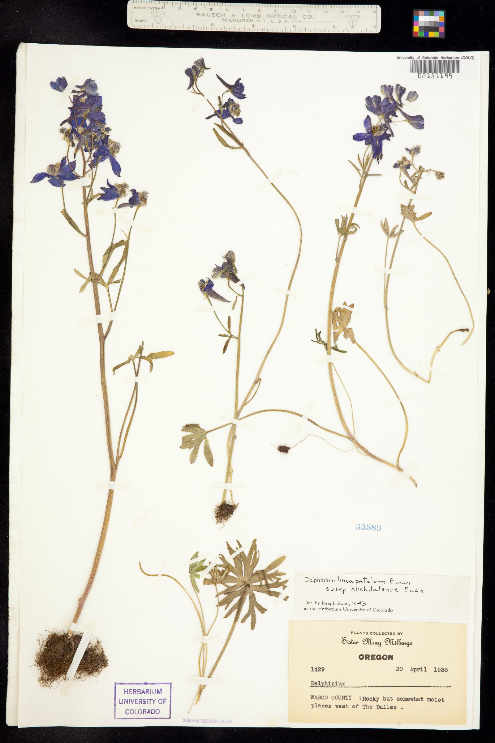 Delphinium lineapetalum image