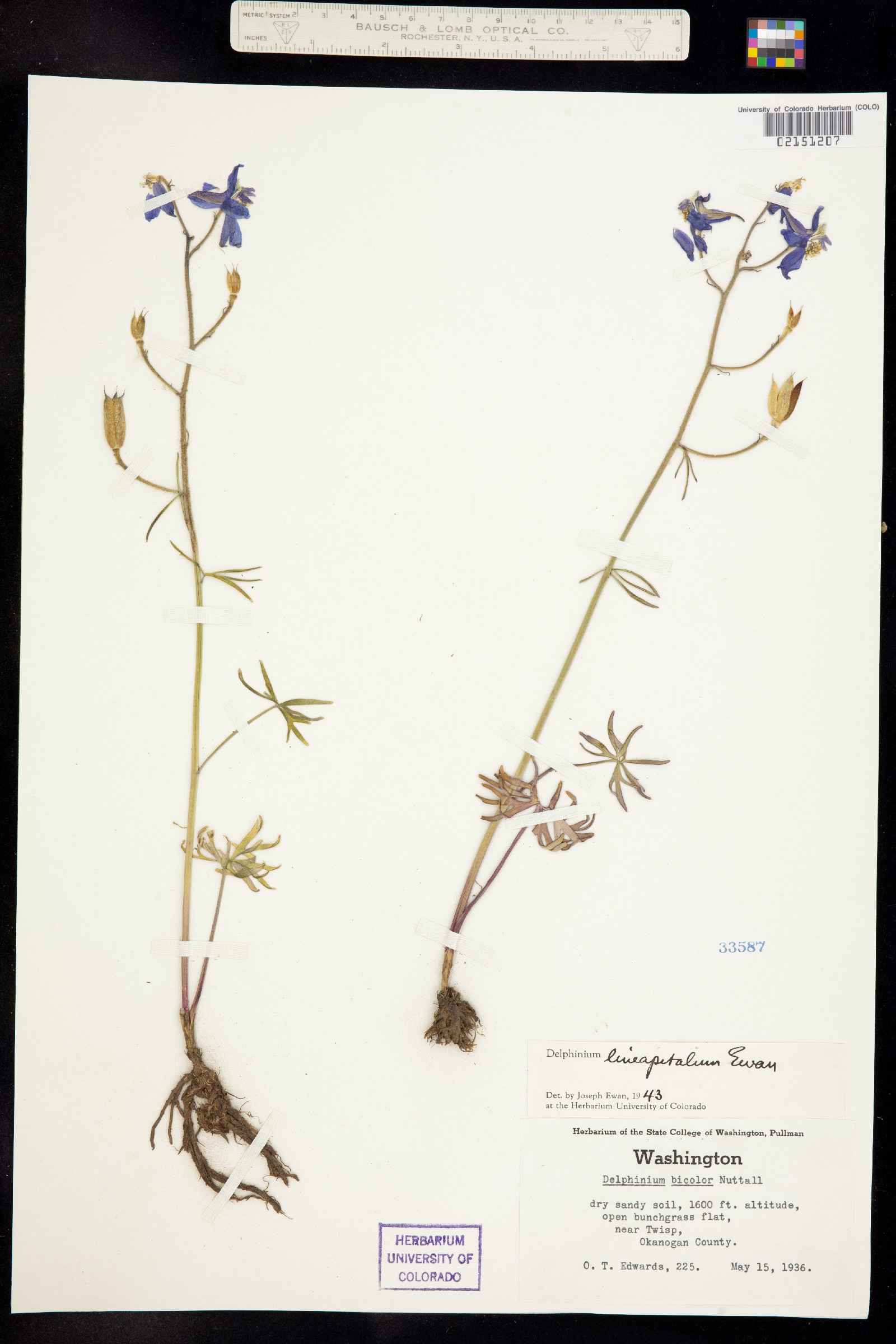 Delphinium lineapetalum image