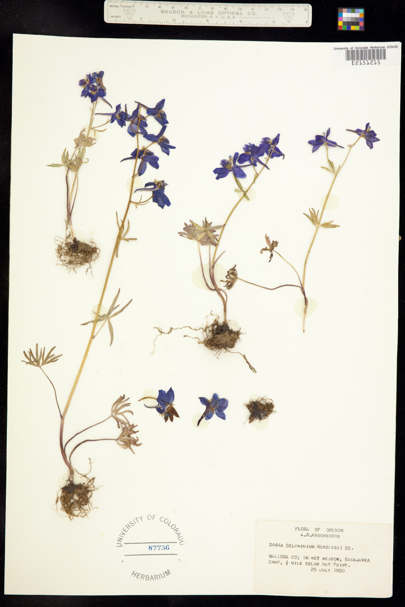 Delphinium menziesii image