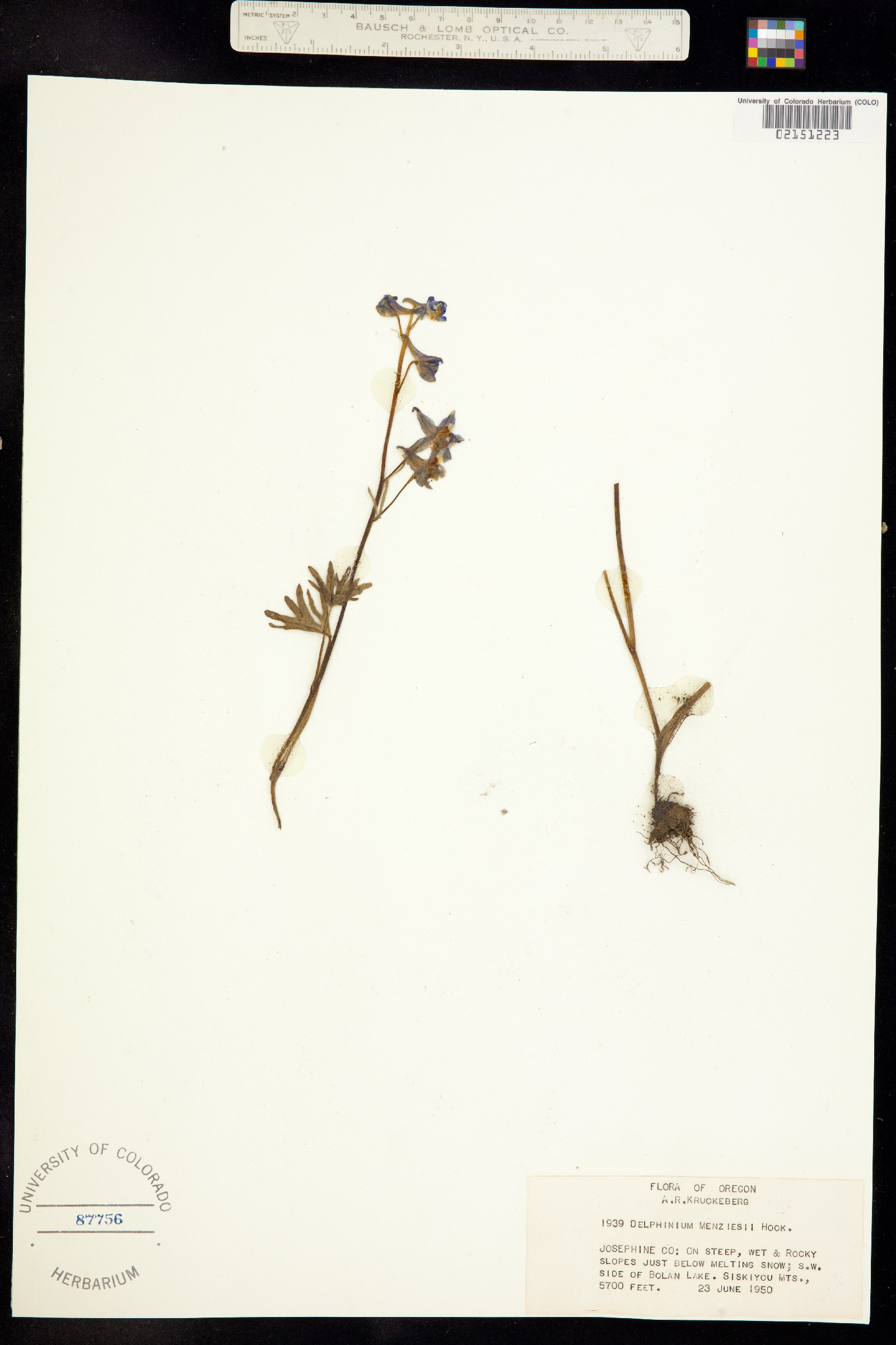 Delphinium menziesii image