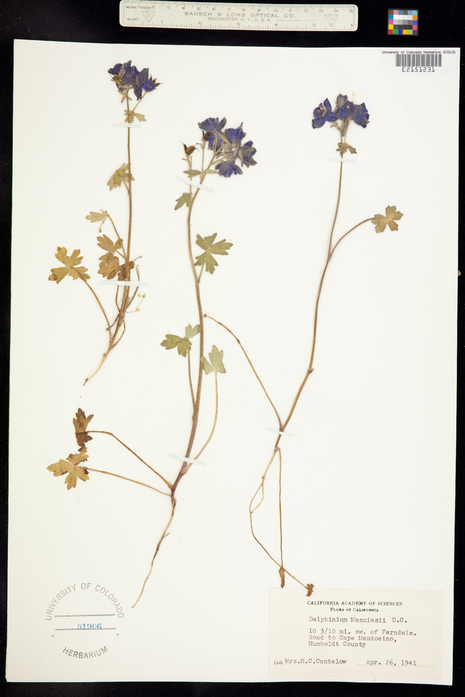 Delphinium menziesii image