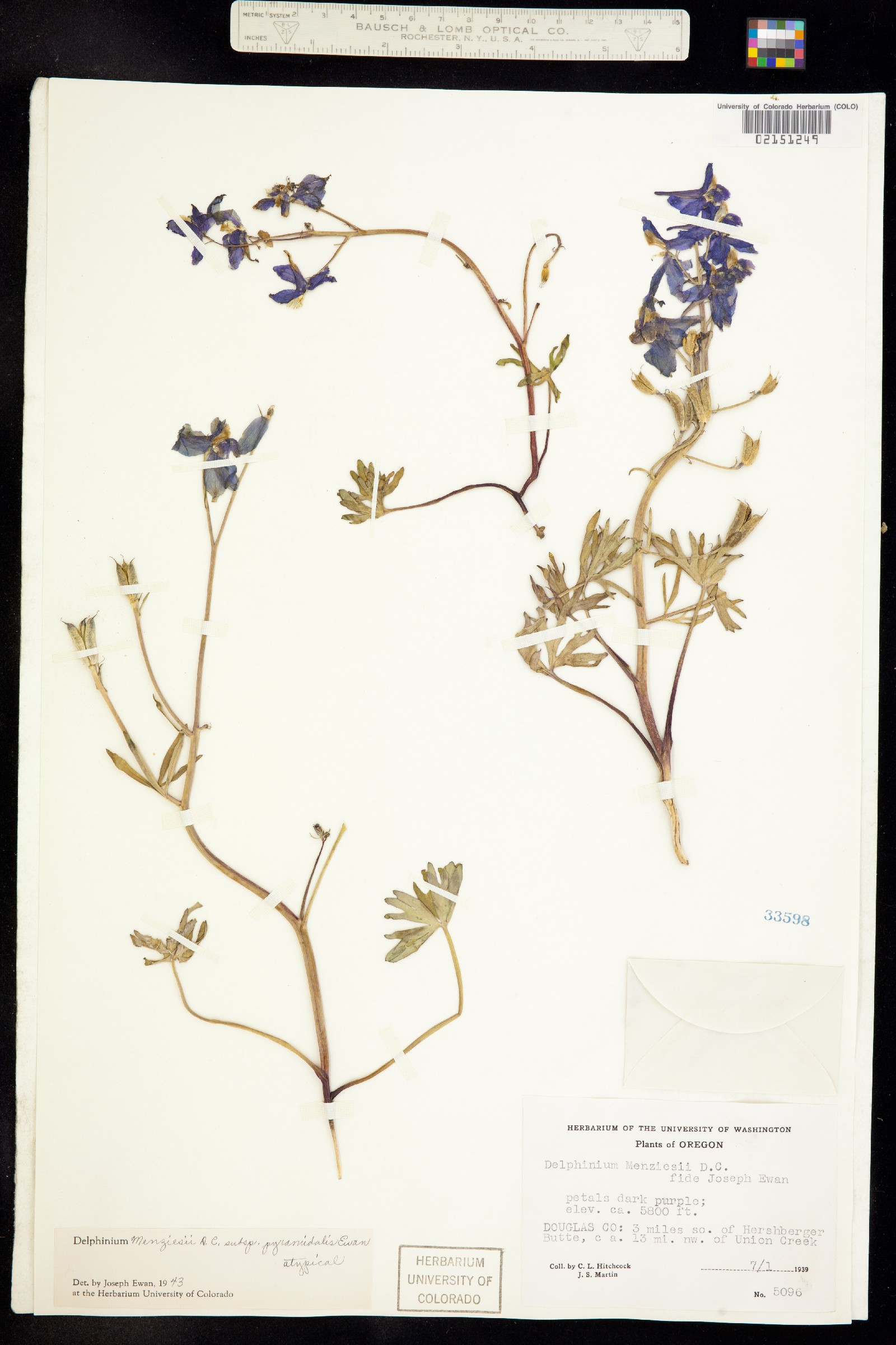 Delphinium menziesii image