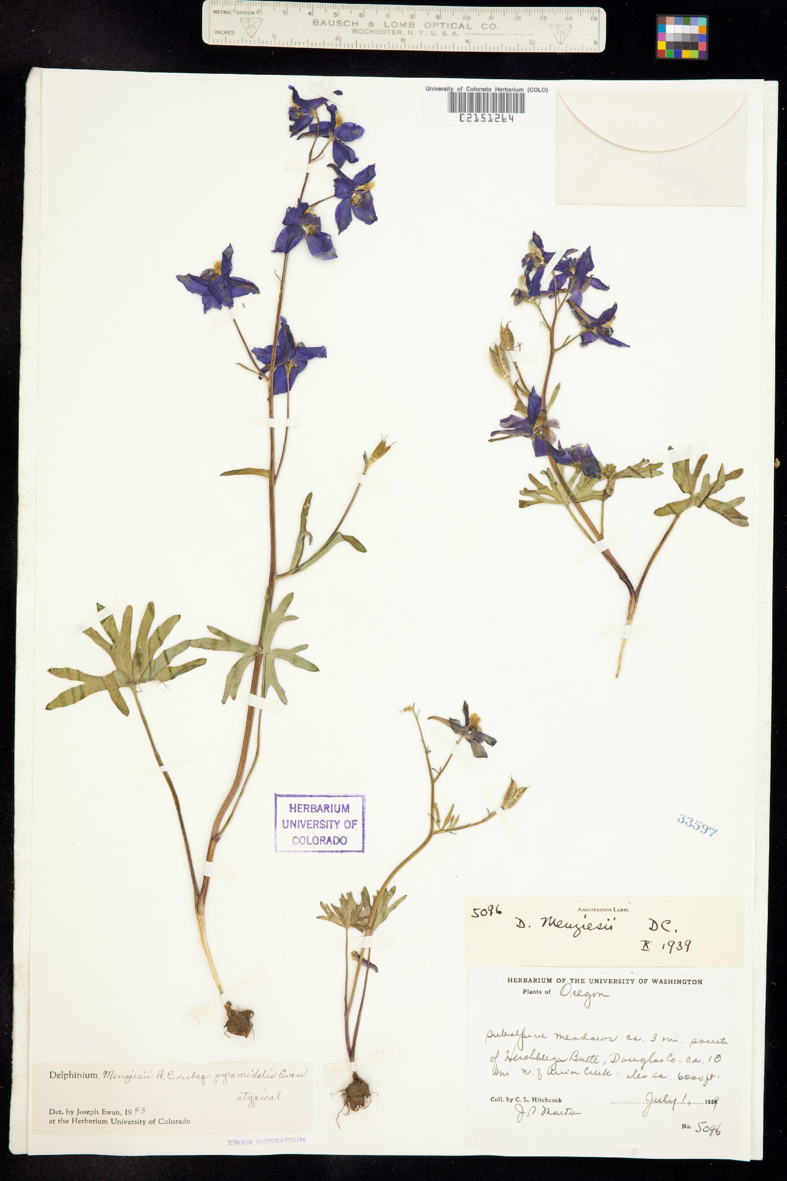 Delphinium menziesii image