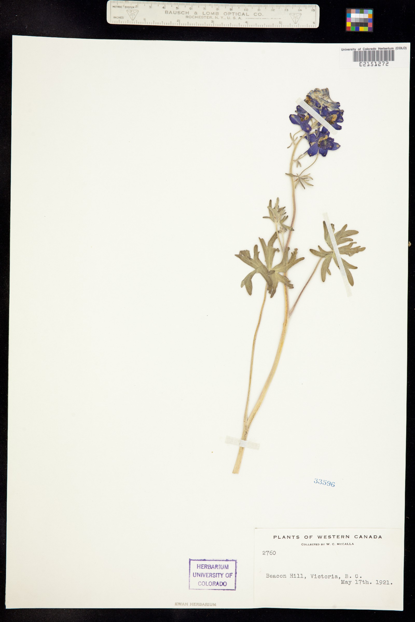 Delphinium menziesii image