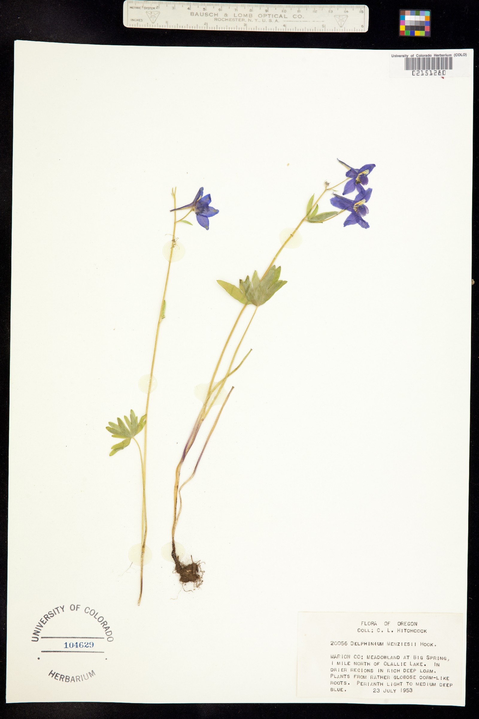 Delphinium menziesii image