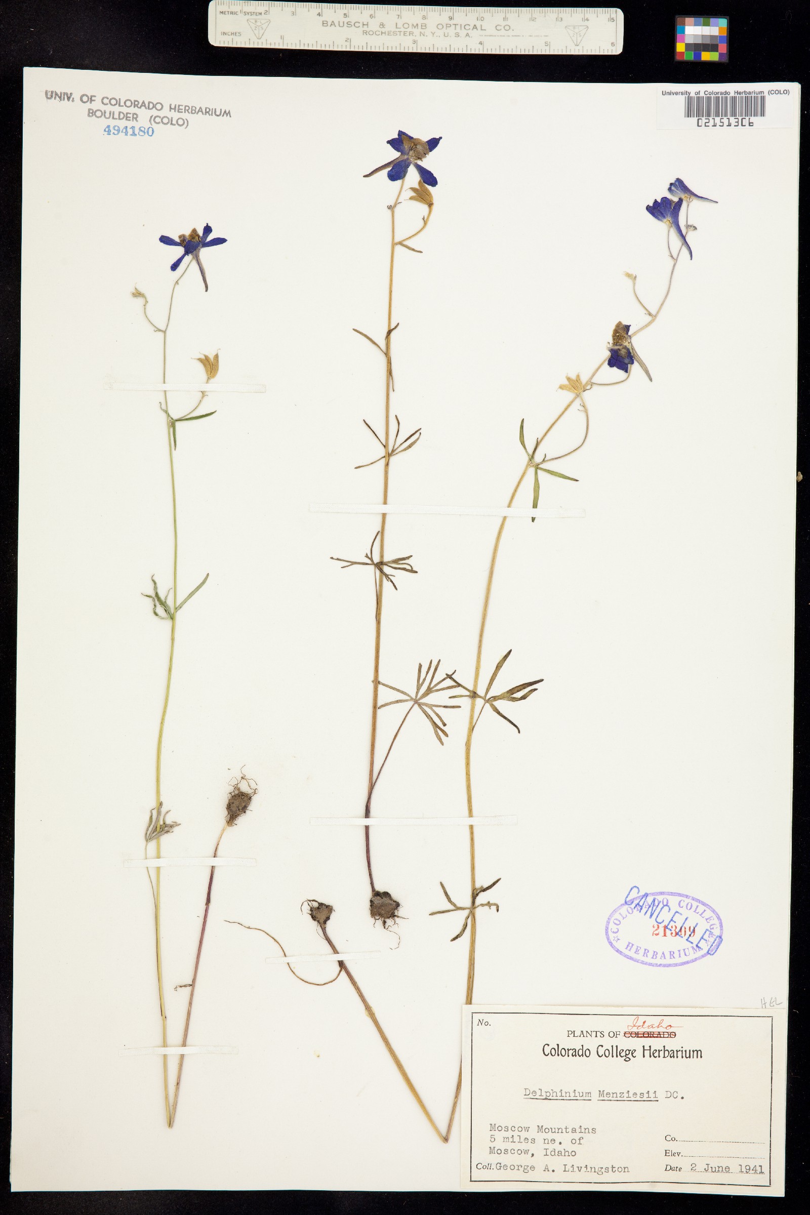 Delphinium menziesii image