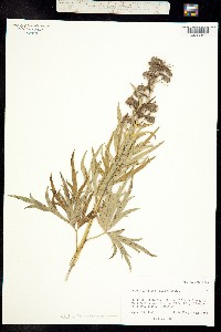 Image of Delphinium novomexicanum