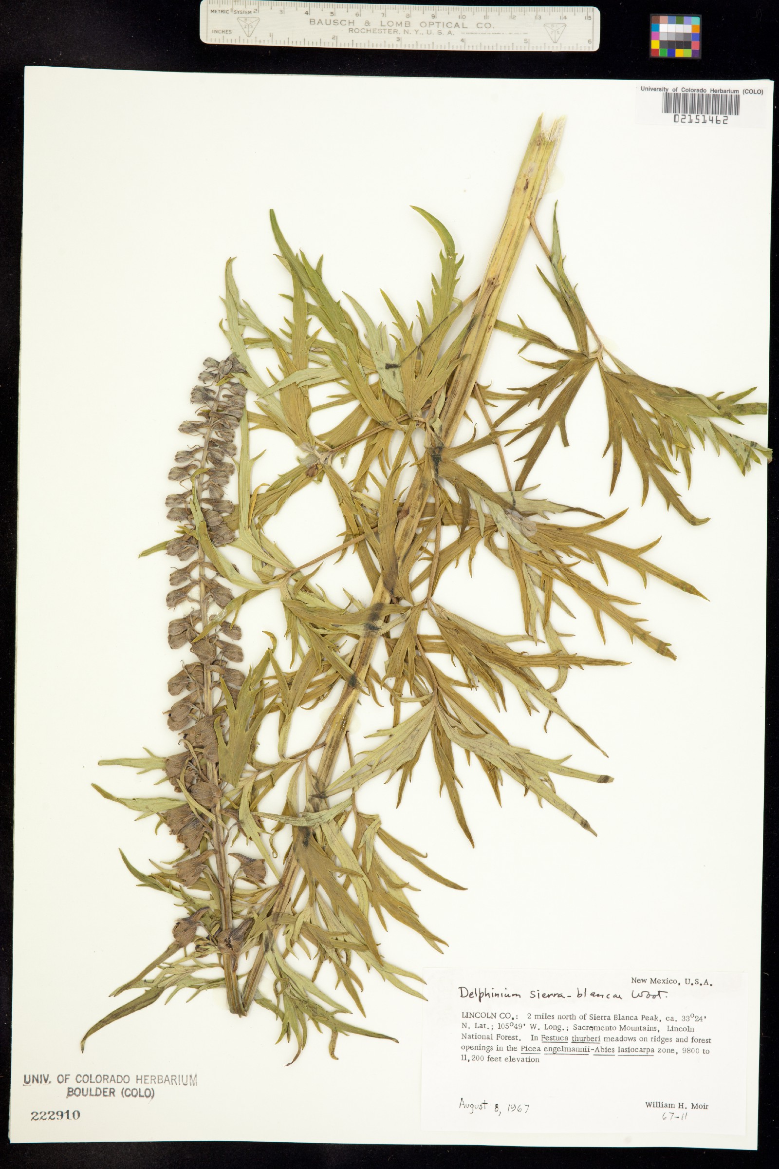 Delphinium novomexicanum image
