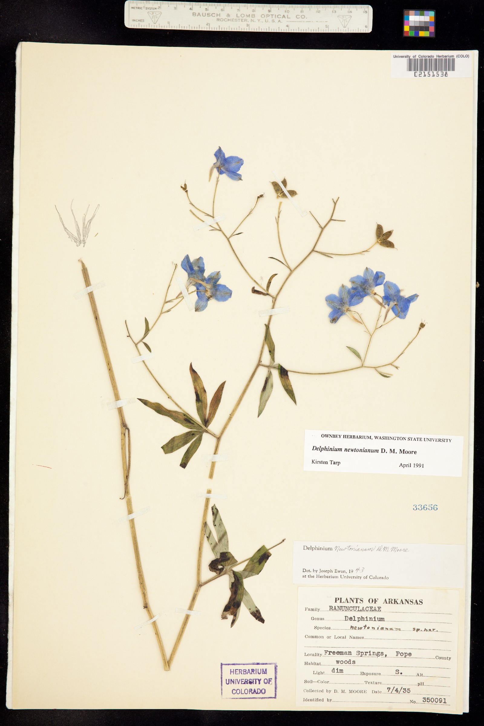 Delphinium newtonianum image