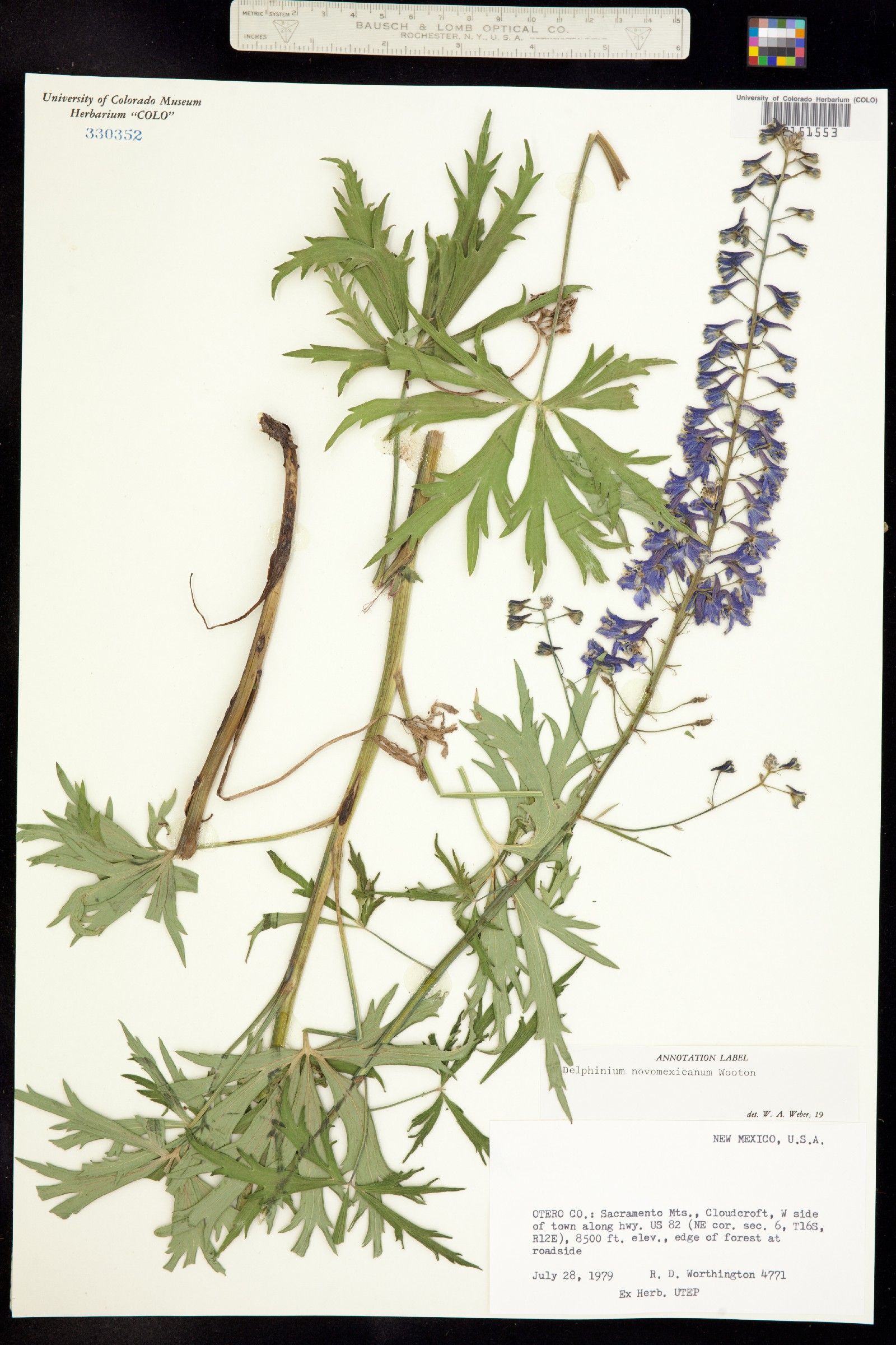 Delphinium novomexicanum image