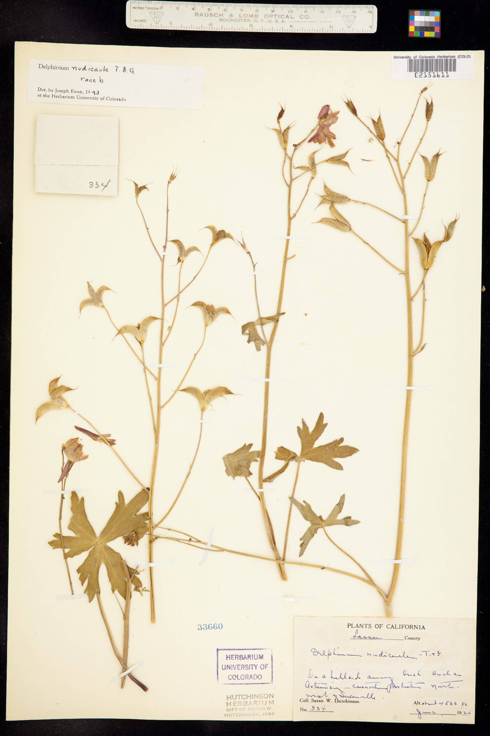 Delphinium nudicaule image