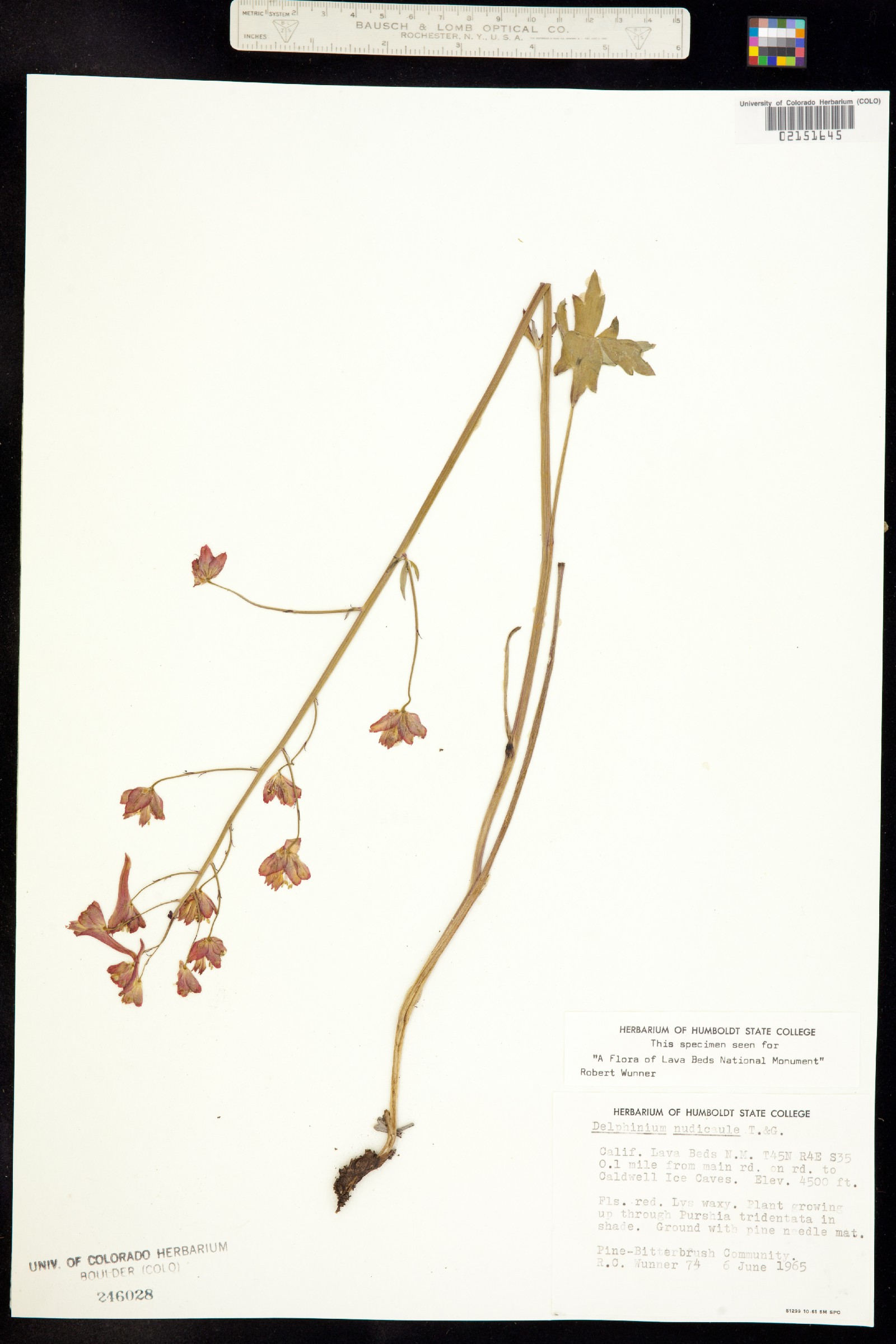 Delphinium nudicaule image