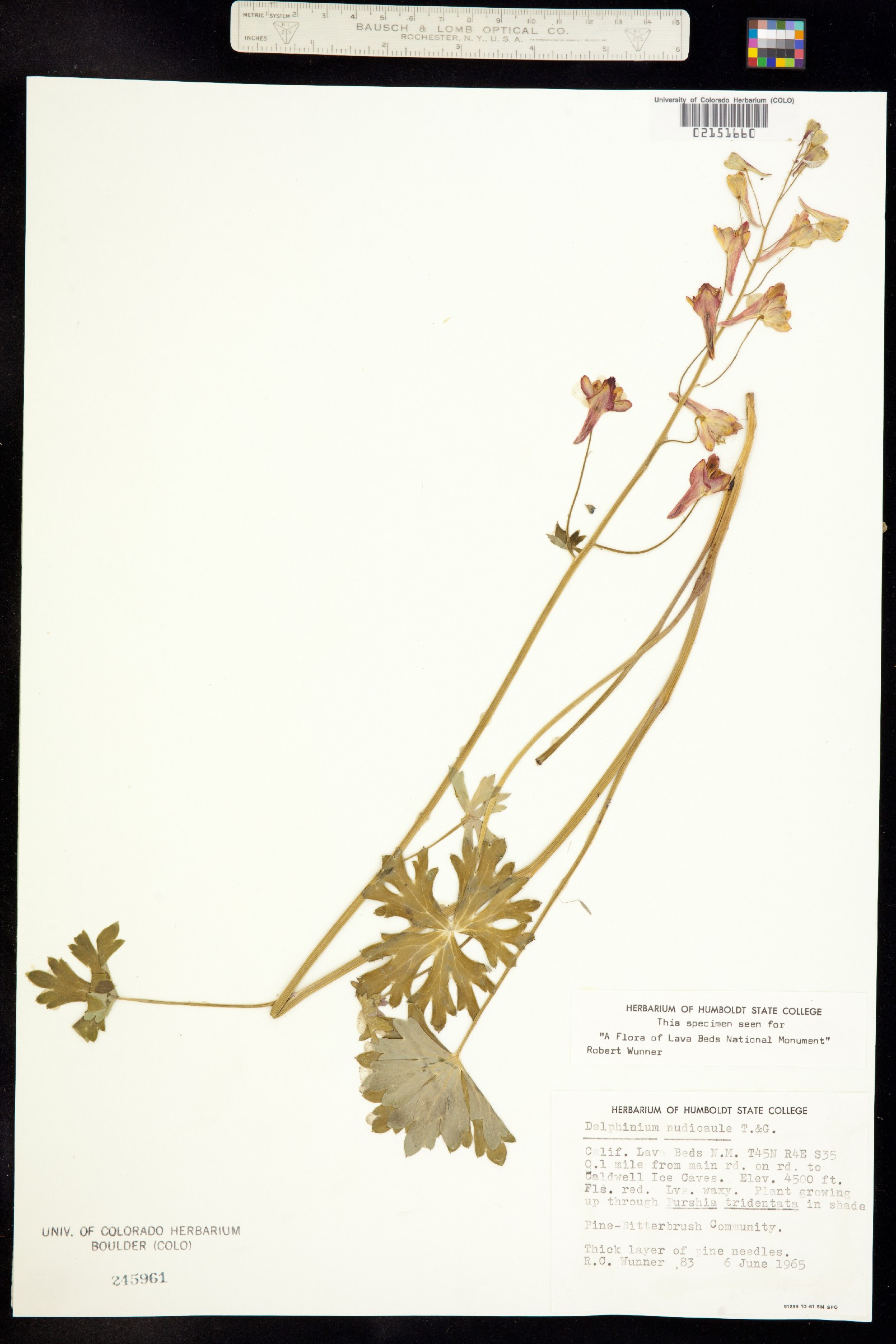 Delphinium nudicaule image